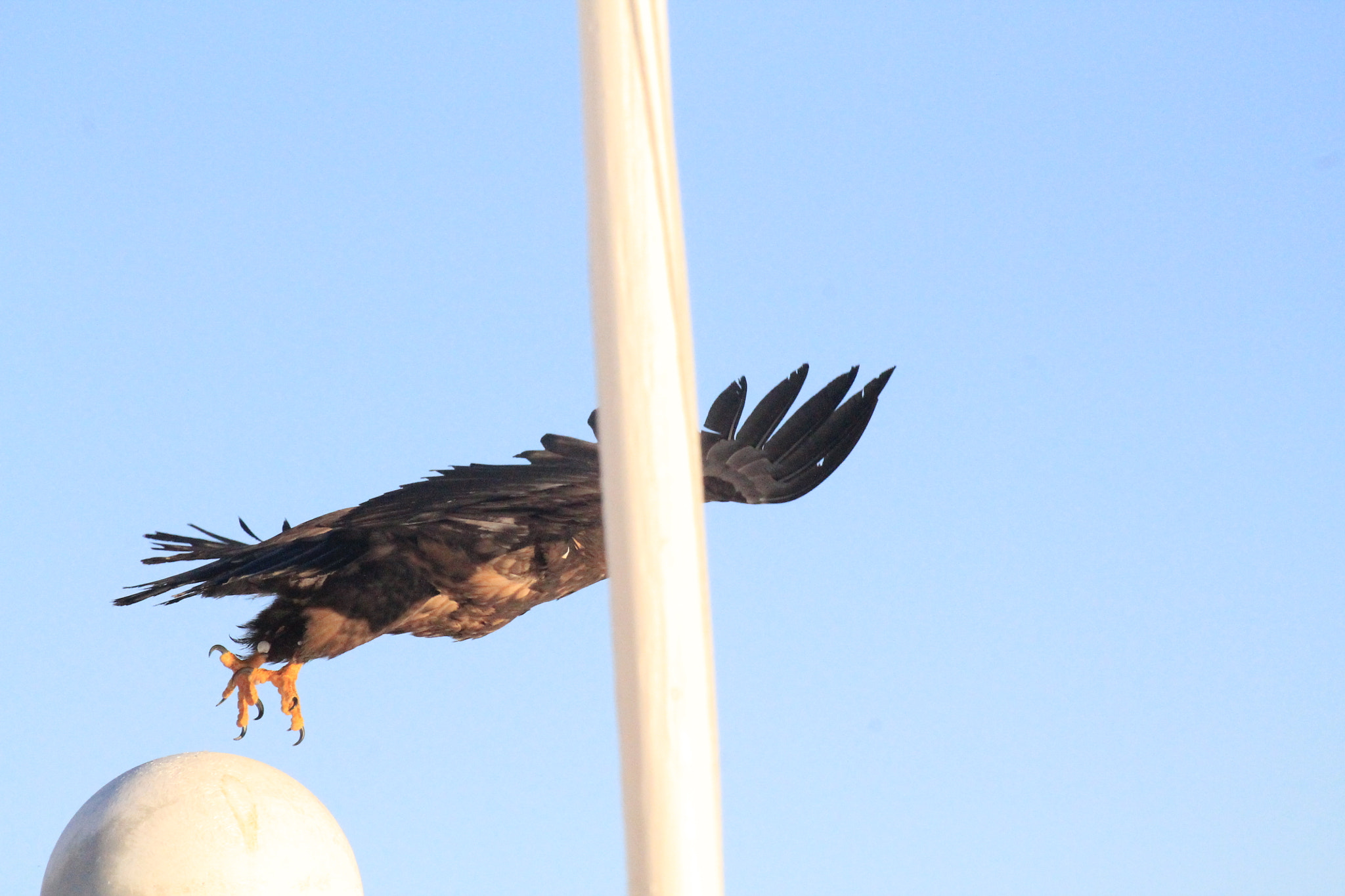 Canon EF 75-300mm f/4-5.6 USM sample photo. Nagtoralik photography