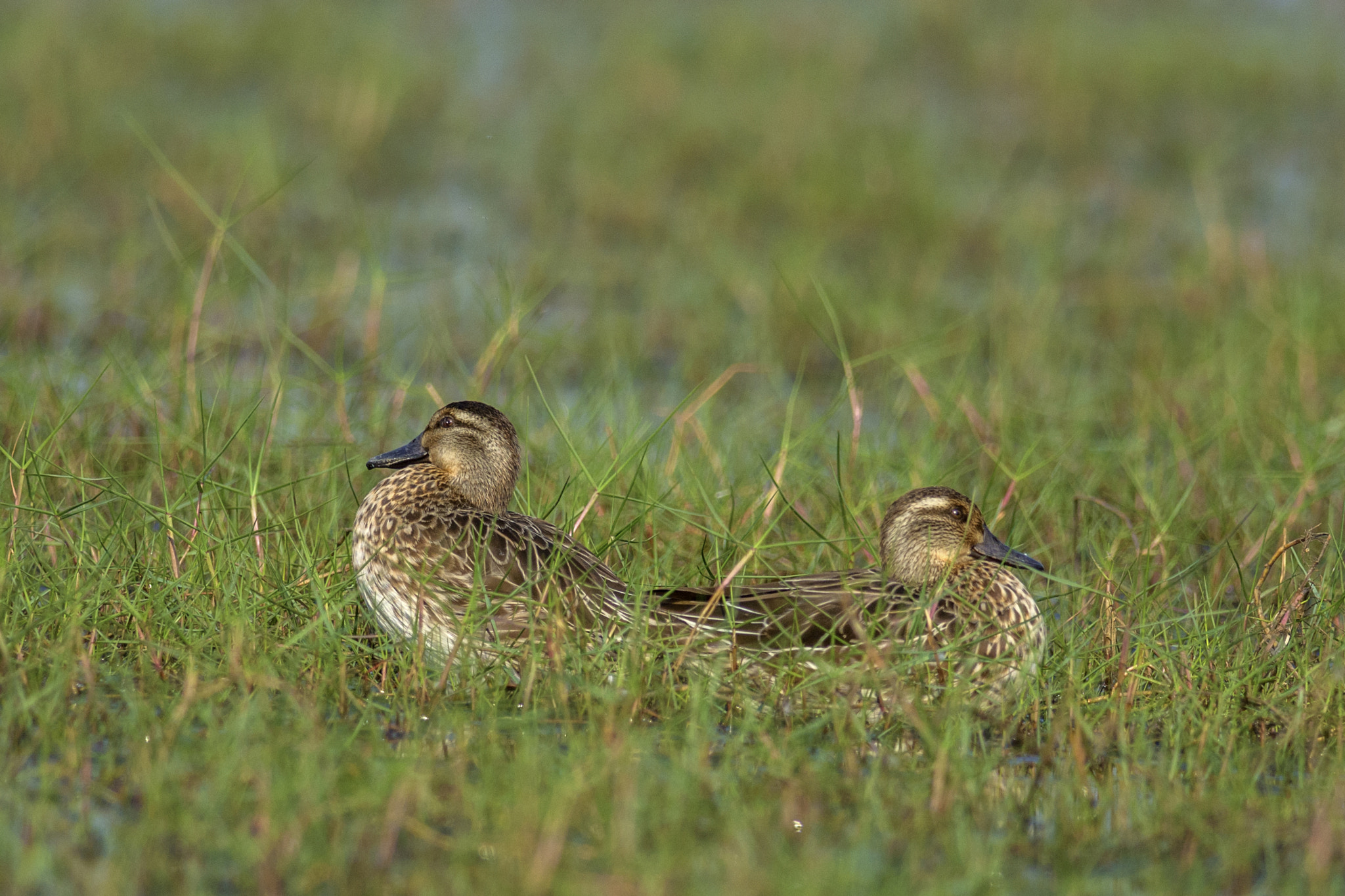 Nikon D7100 + Nikon AF-S Nikkor 300mm F4D ED-IF sample photo. Garganey (anas querquedula) photography