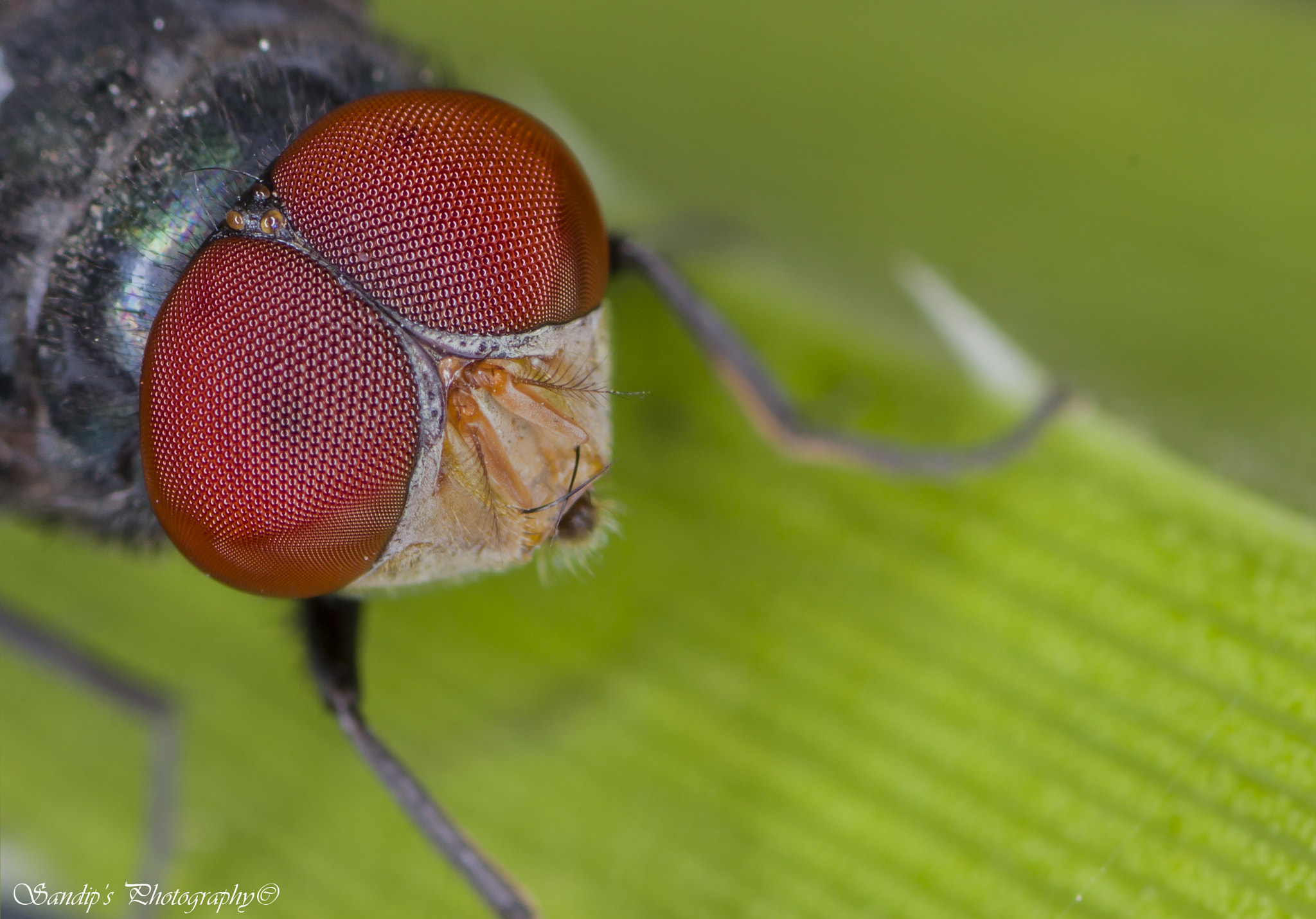 Canon EOS 600D (Rebel EOS T3i / EOS Kiss X5) + Tamron SP AF 90mm F2.8 Di Macro sample photo. Million eyes.... photography