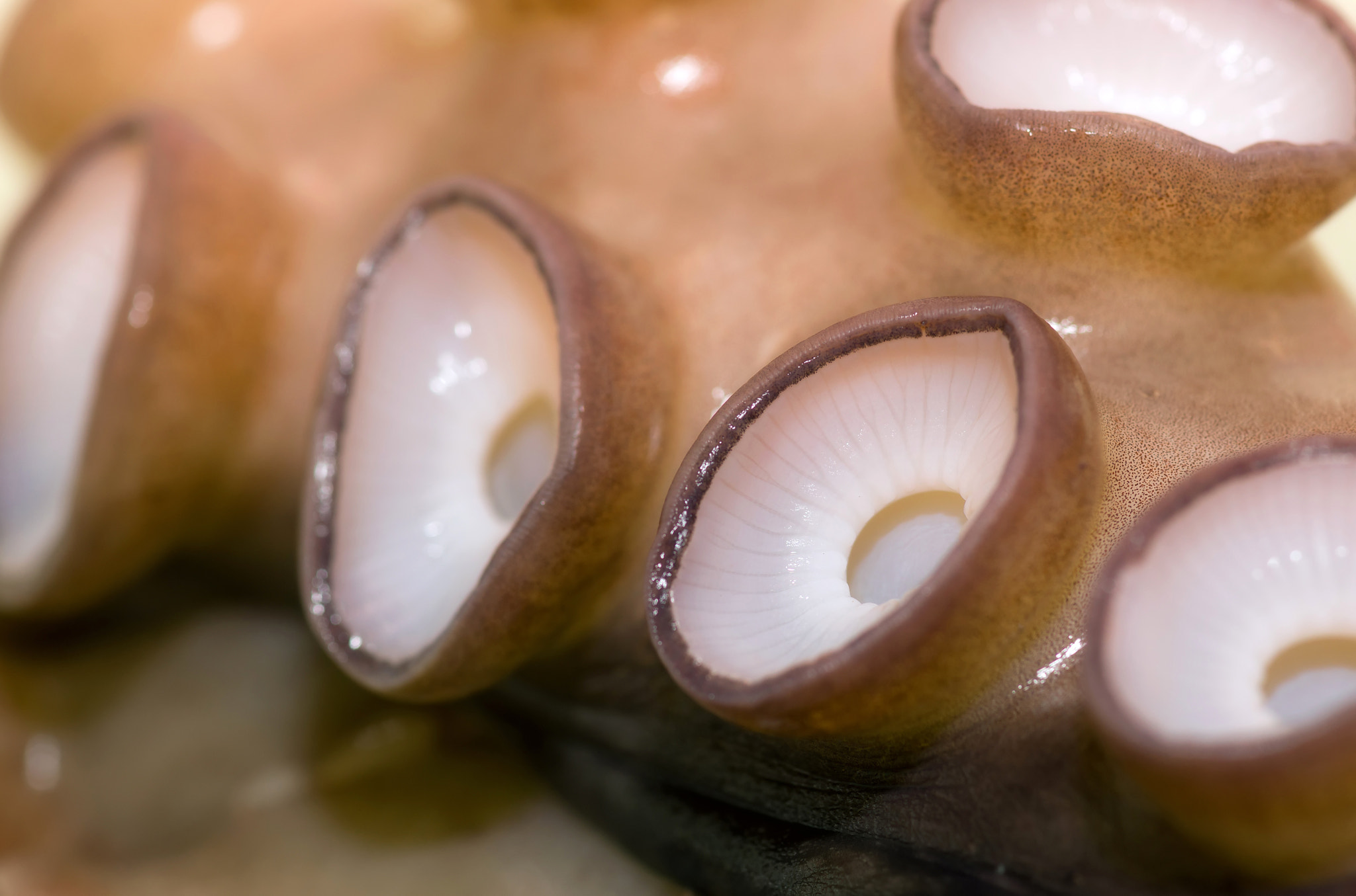 Sony Alpha DSLR-A850 + Minolta AF 100mm F2.8 Macro [New] sample photo. Tentacle octopus. suckers. photography