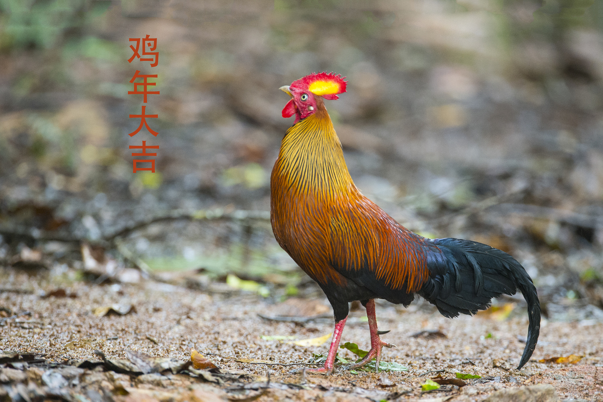 Nikon D4 sample photo. The year of the rooster.鸡年大吉 photography