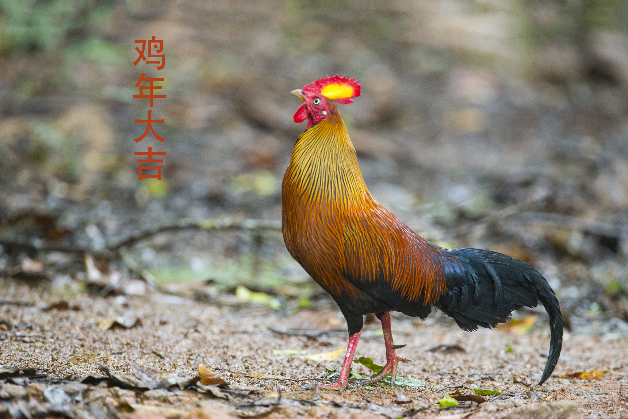Nikon D4 + Nikon AF-S Nikkor 600mm F4G ED VR sample photo. The year of the rooster.鸡年大吉 photography