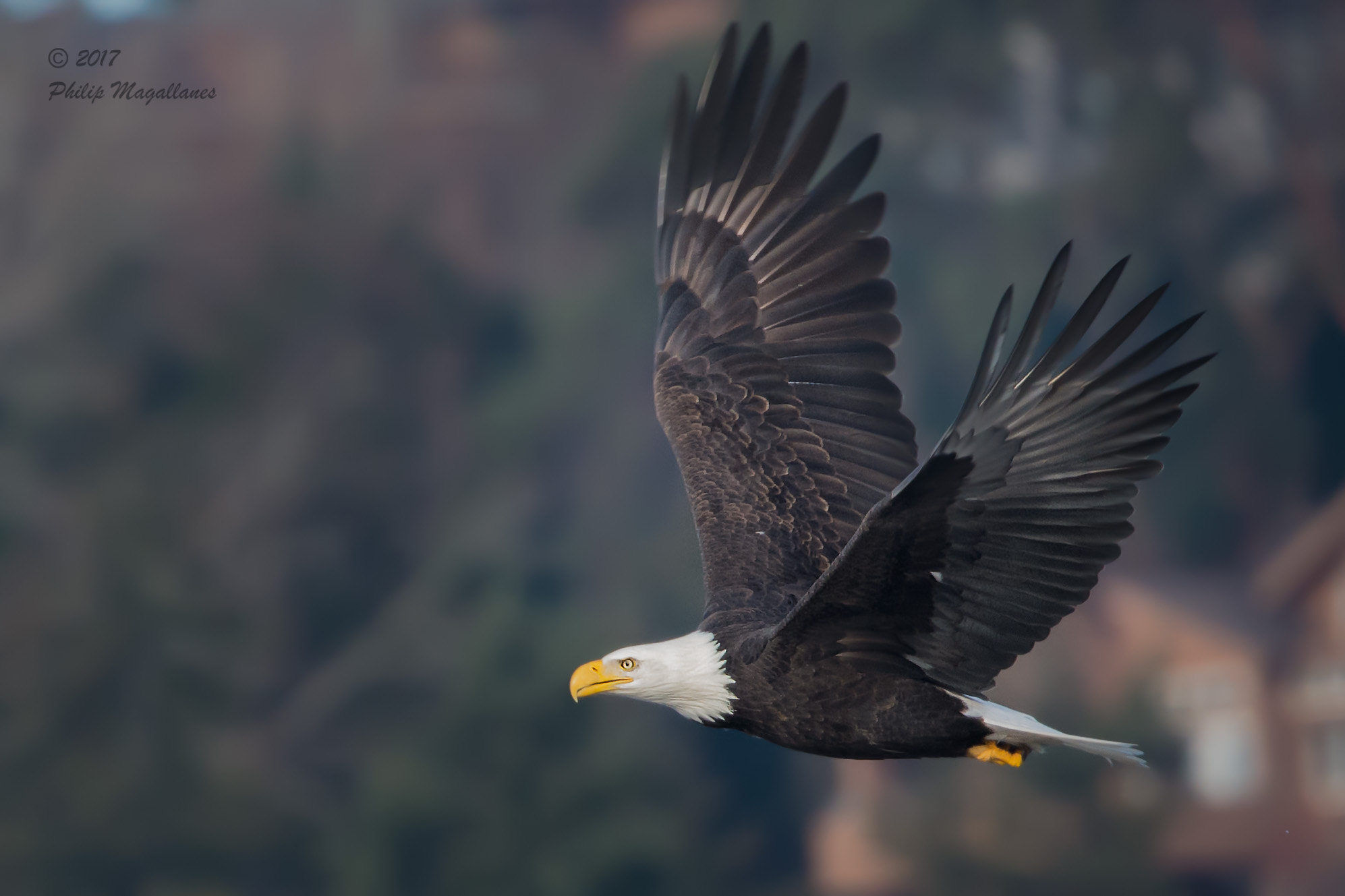 Nikon Nikkor AF-S 300mm F4E PF ED VR sample photo. Bald eagle in flight photography