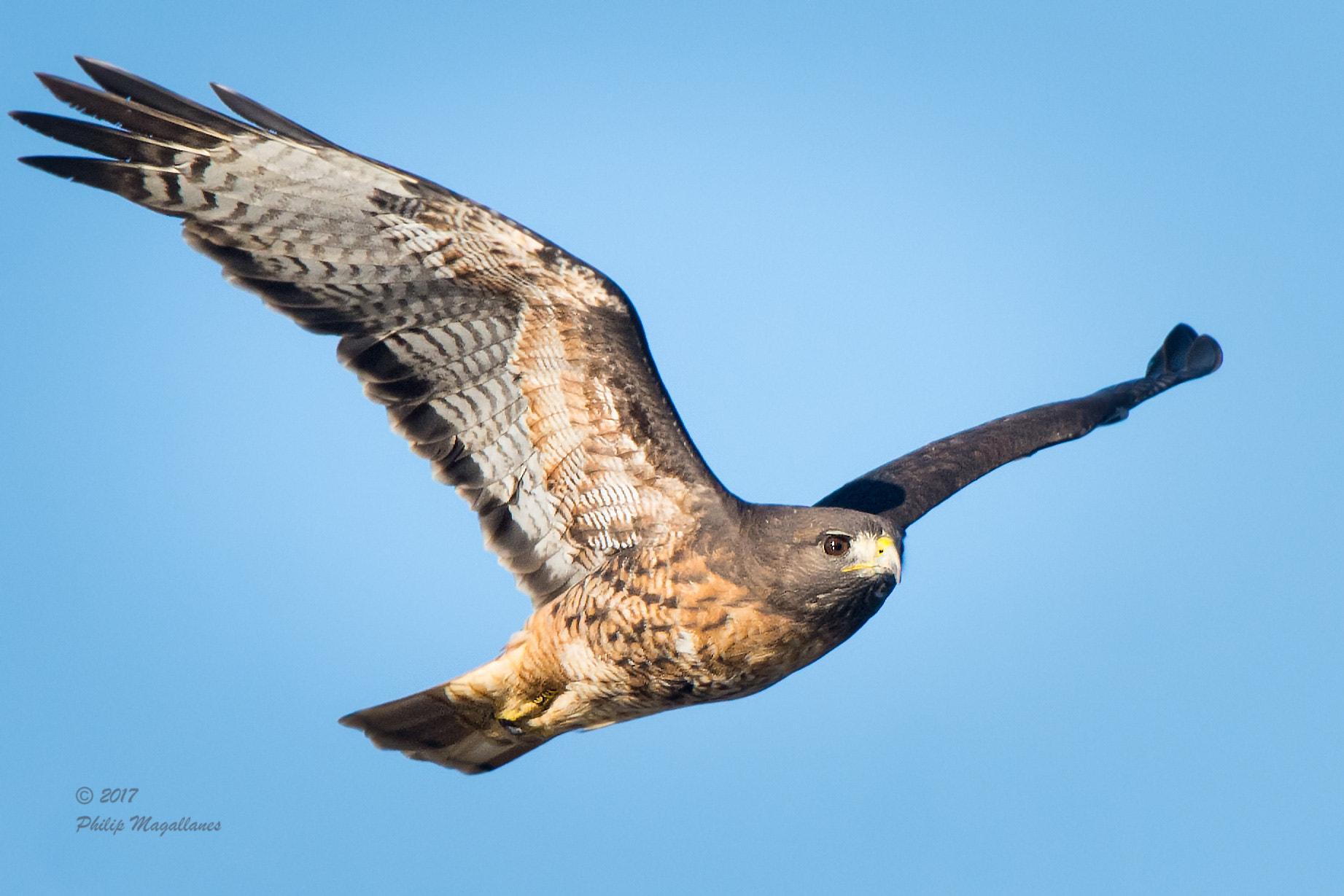 Nikon Nikkor AF-S 300mm F4E PF ED VR sample photo. Red tail hawk in flight photography