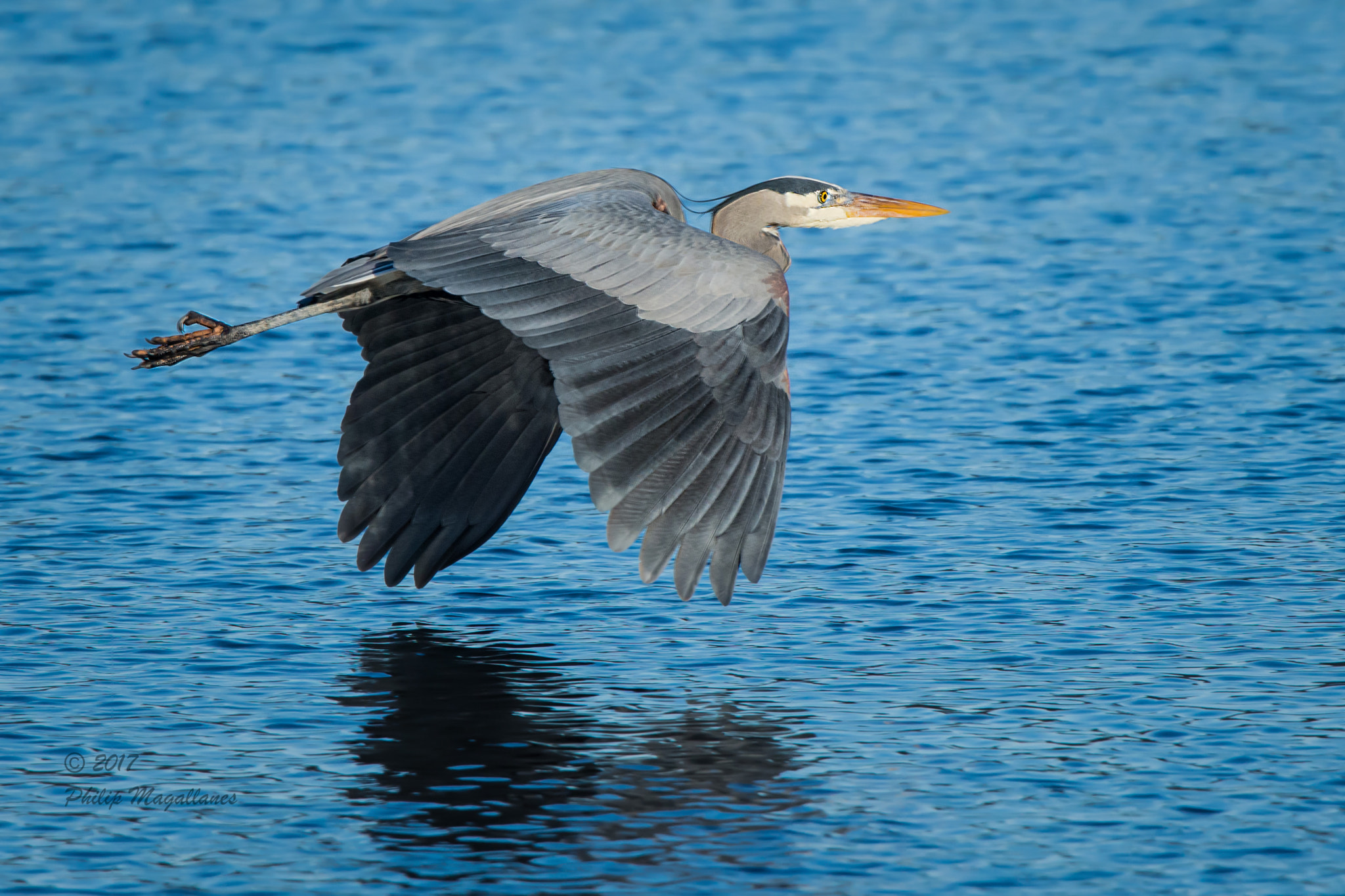 Nikon Nikkor AF-S 300mm F4E PF ED VR sample photo. Great blue heron in flight photography