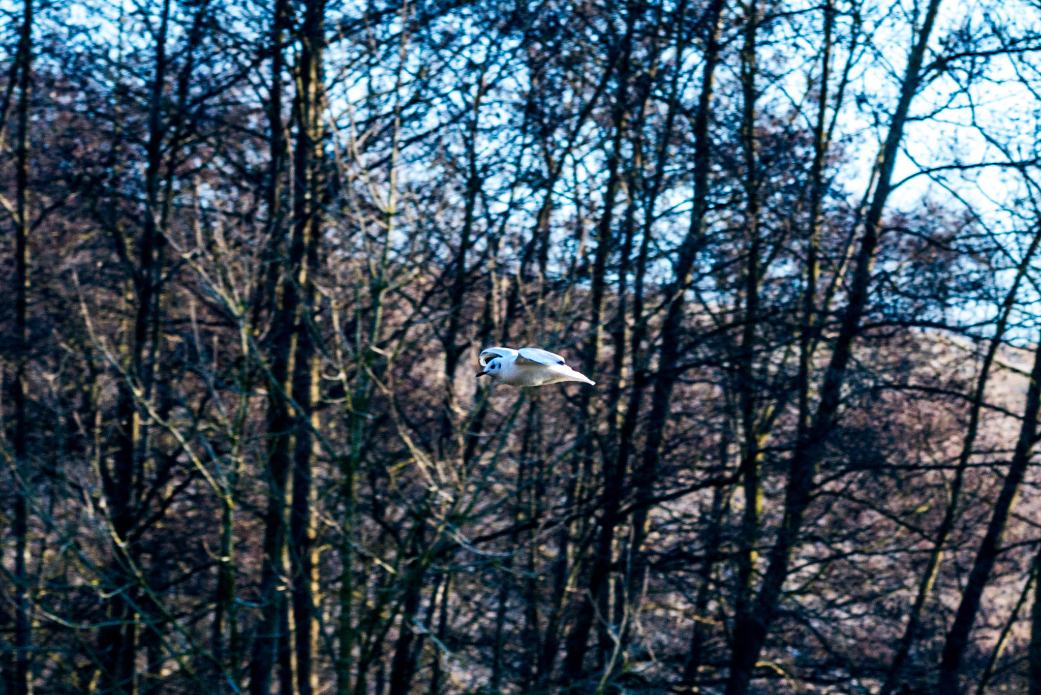 Nikon AF-S Nikkor 70-200mm F4G ED VR sample photo. Parc de la glissoire.avion.france. photography