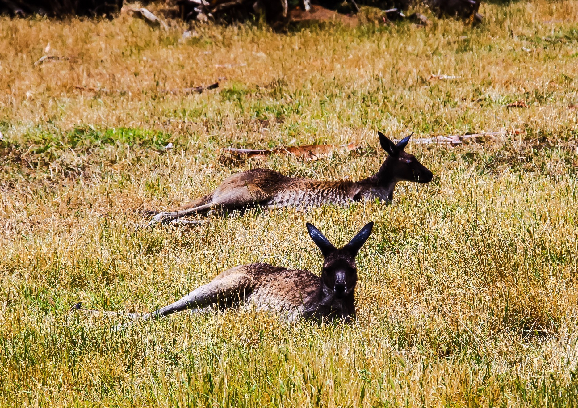 Sigma 18-200mm f/3.5-6.3 DC OS sample photo. Roos photography
