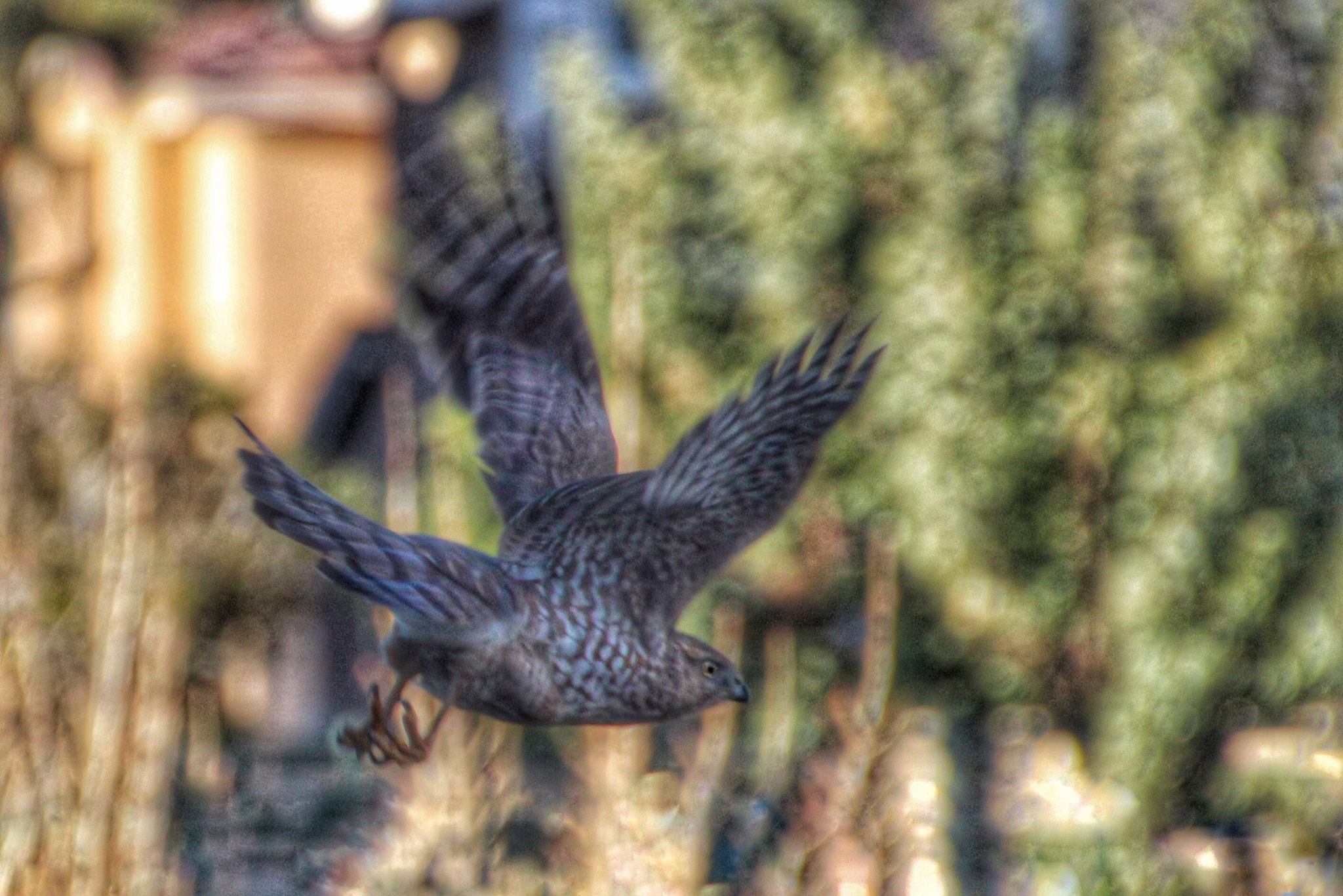 Canon EOS 600D (Rebel EOS T3i / EOS Kiss X5) sample photo. "pray prey" photography