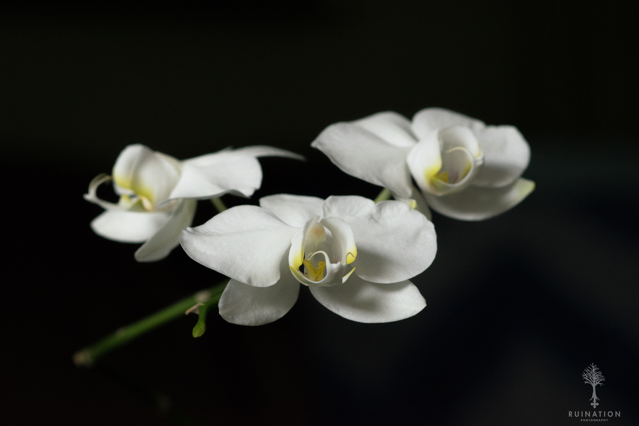 Nikon D5300 + Nikon AF-S Nikkor 85mm F1.8G sample photo. Birthday orchid photography