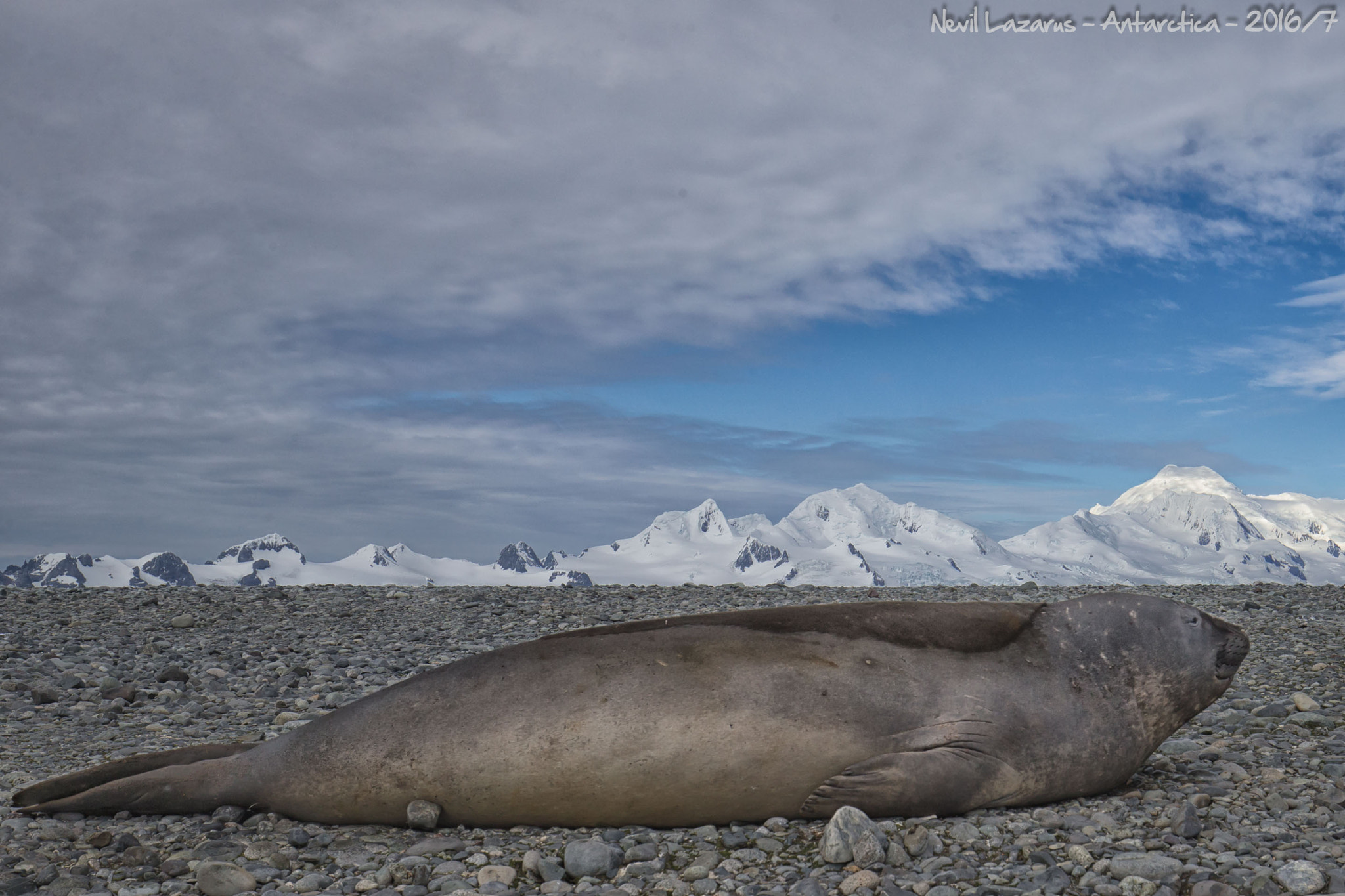 Canon EOS-1D X + Canon EF 16-35mm F4L IS USM sample photo. Elephant seal scene photography