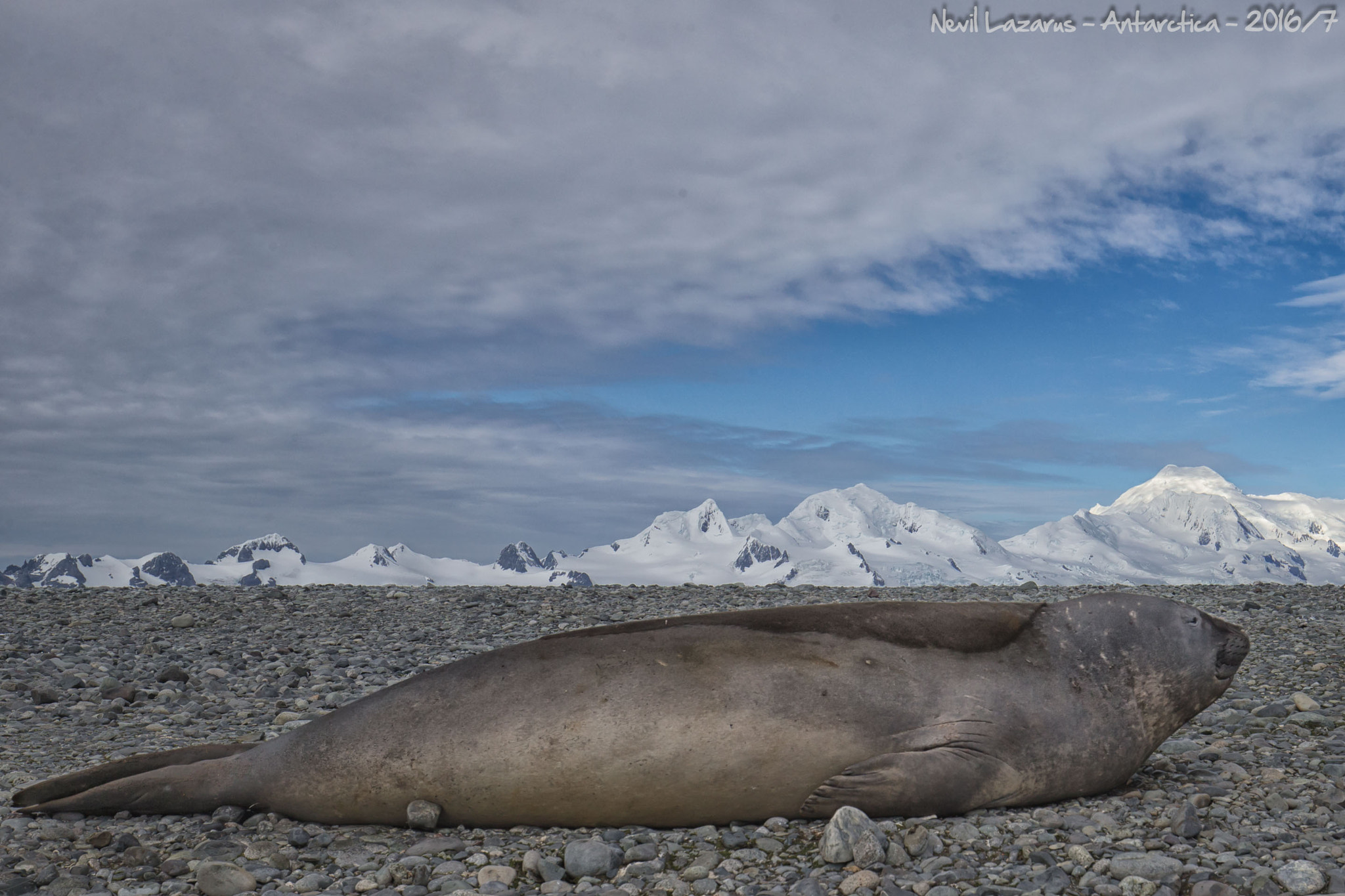 Canon EF 16-35mm F4L IS USM sample photo. Elephant seal scene photography