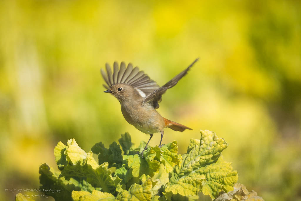 Nikon D7100 + Nikon AF-S Nikkor 500mm F4G ED VR sample photo. Daurian redstart photography