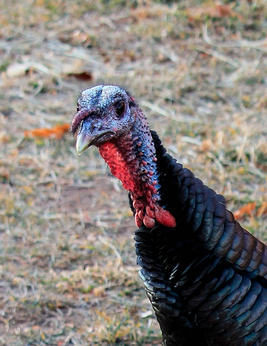 Canon EF-S 55-250mm F4-5.6 IS STM sample photo. Thanksgiving already photography