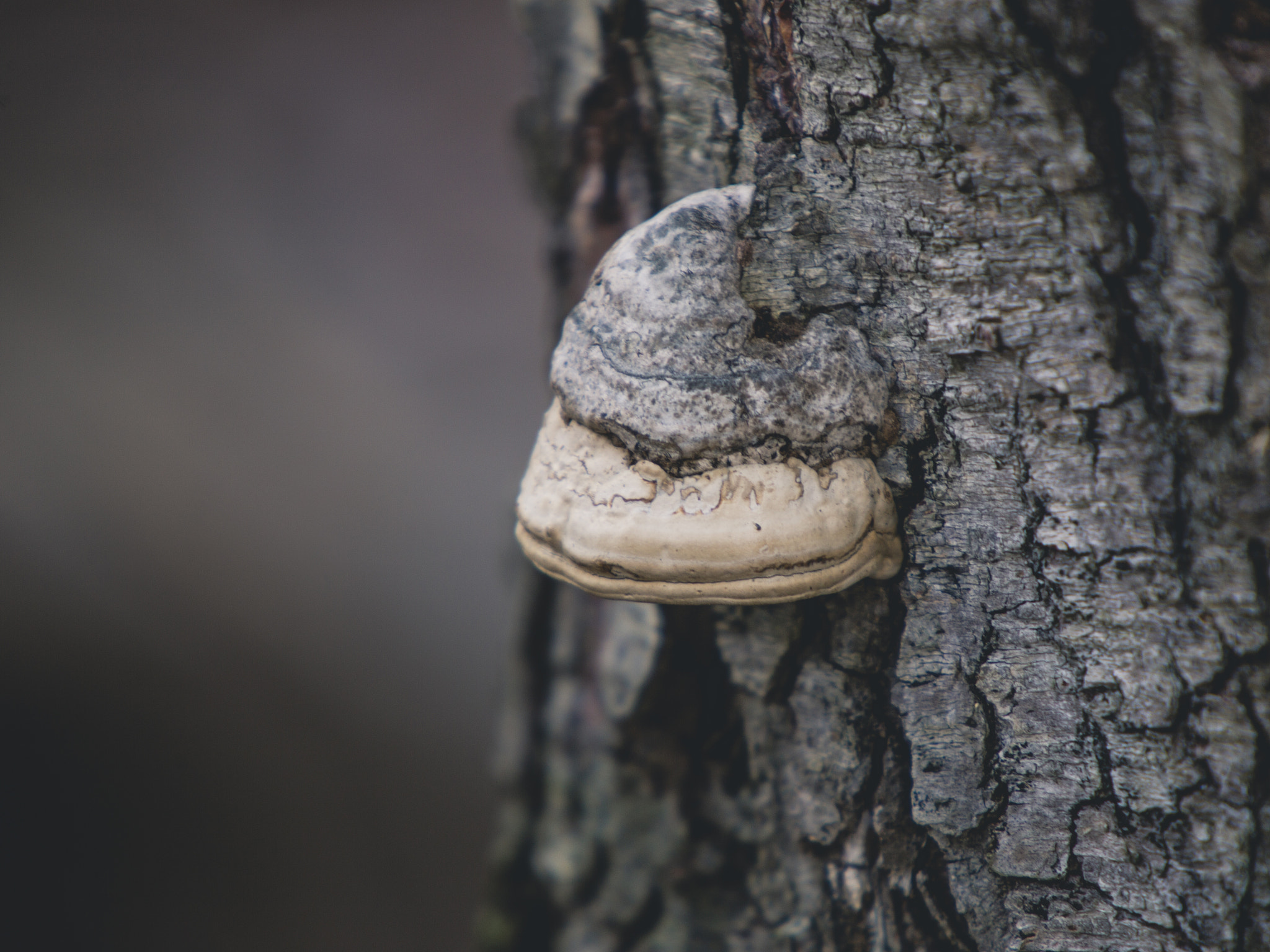 Canon EF 70-200mm F2.8L IS USM sample photo. Mushroom photography