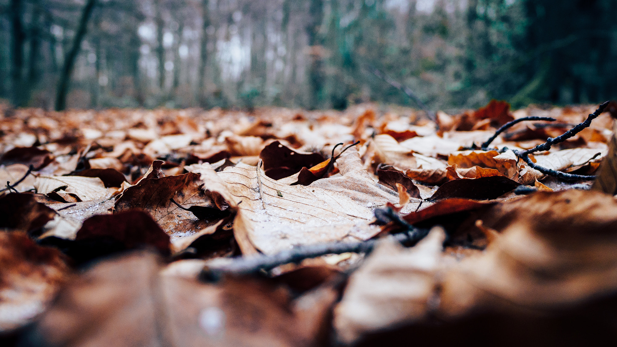 Olympus OM-D E-M10 II + LEICA DG SUMMILUX 15/F1.7 sample photo. Forest ground photography