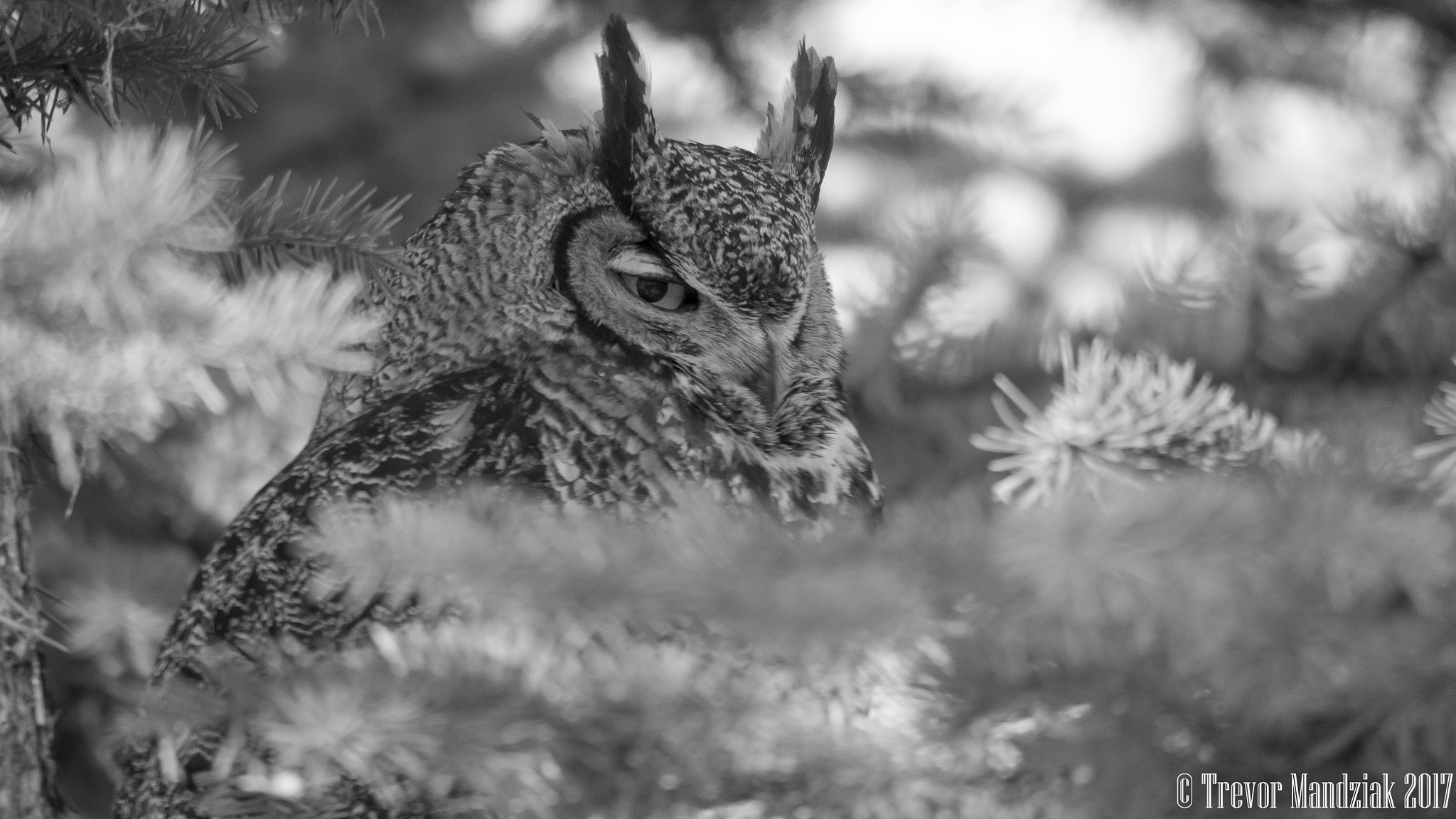 Olympus OM-D E-M10 II sample photo. Great horned owl profile photography