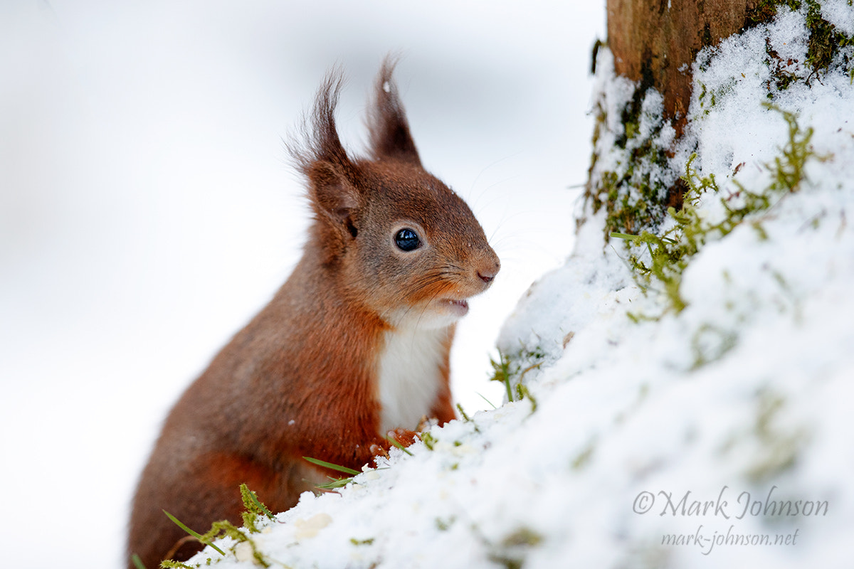 Canon EF 300mm F2.8L IS II USM sample photo. Another squirrel photography