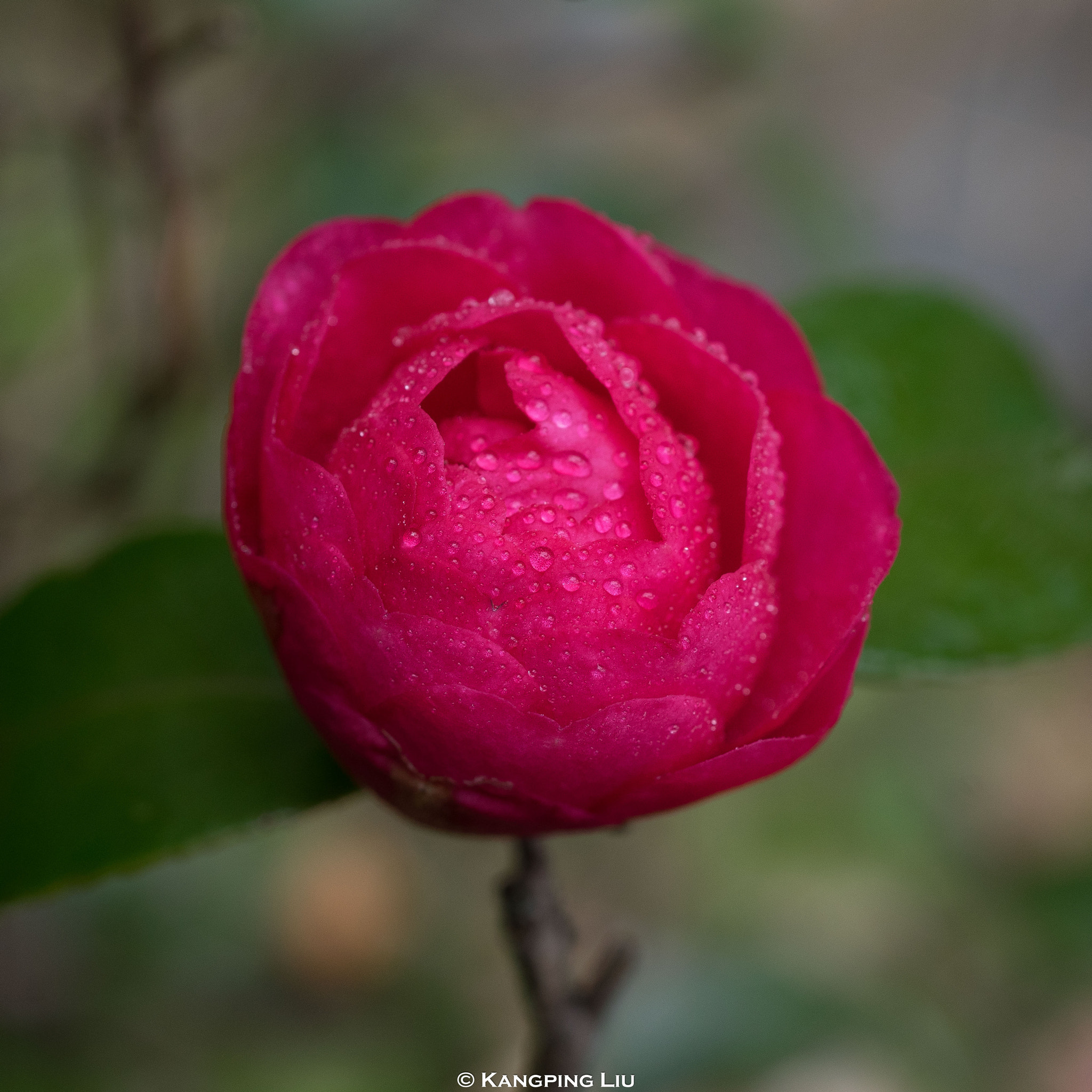 Sony a7 + Sony FE 50mm F2.8 Macro sample photo. Camellia #1 photography