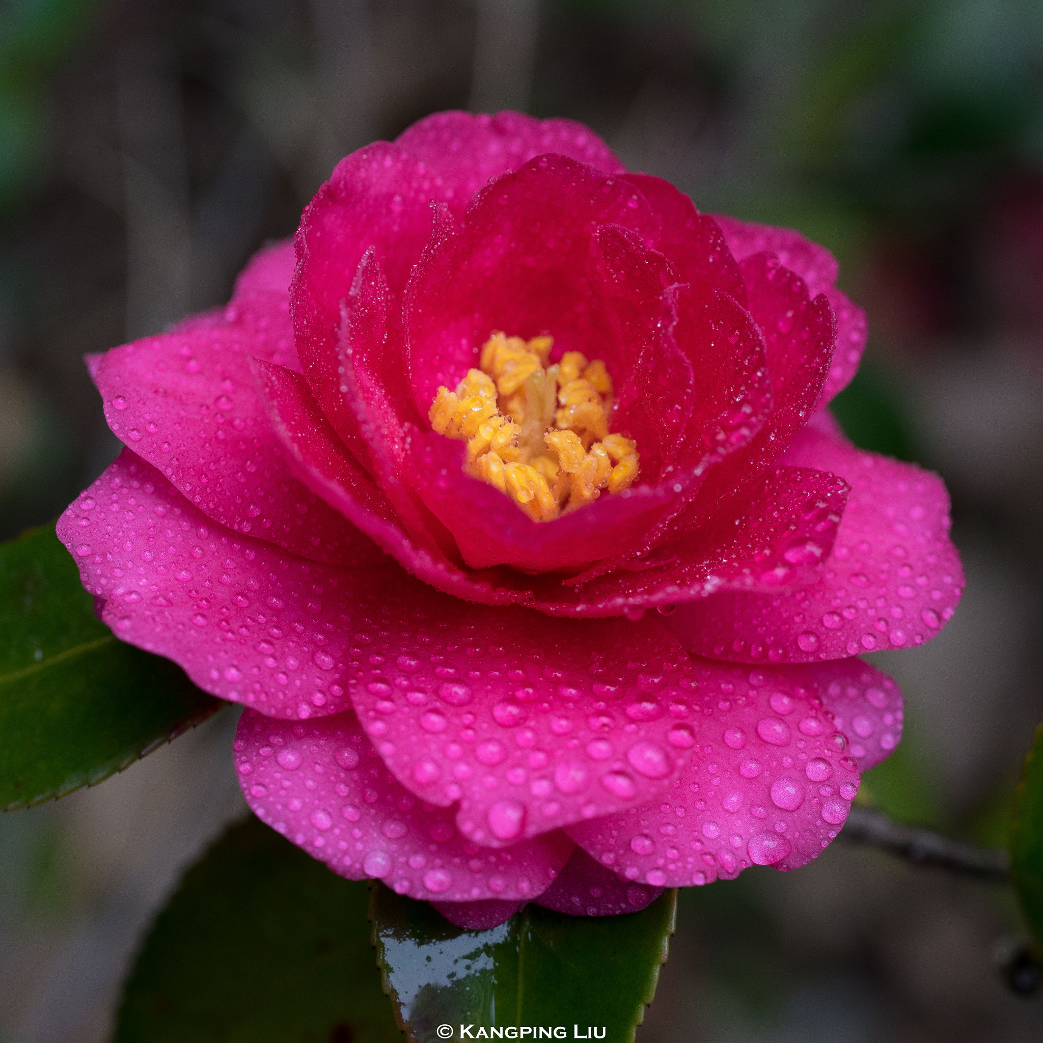 Sony a7 + Sony FE 50mm F2.8 Macro sample photo. Camellia #2 photography