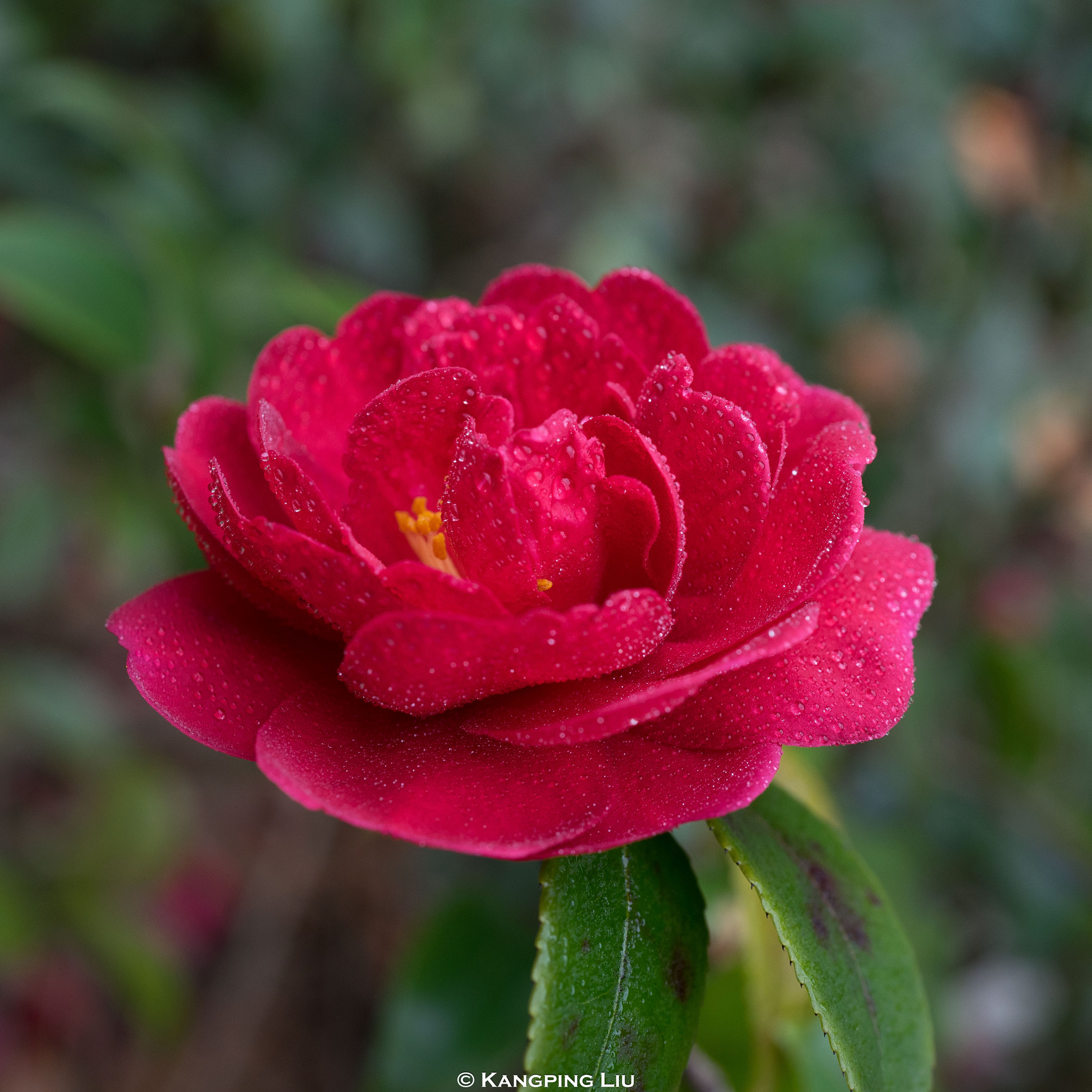 Sony a7 sample photo. Camellia #3 photography