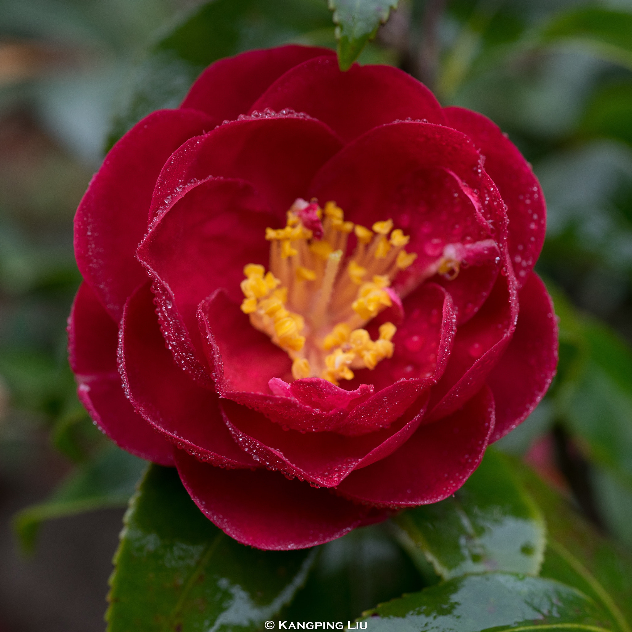 Sony a7 + Sony FE 50mm F2.8 Macro sample photo. Camellia #4 photography