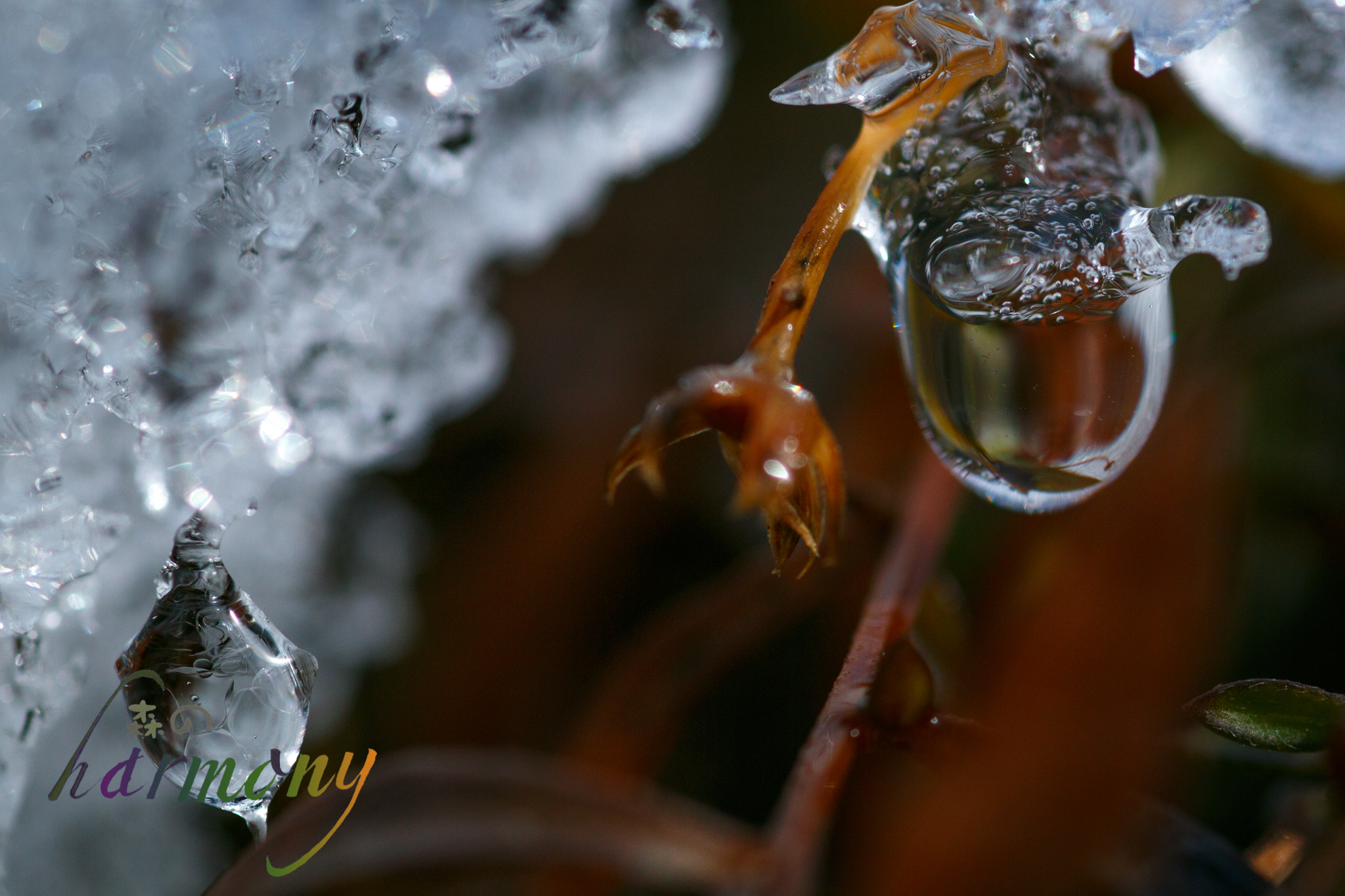 Canon EOS 6D + Tamron SP AF 90mm F2.8 Di Macro sample photo. Ice after snow photography