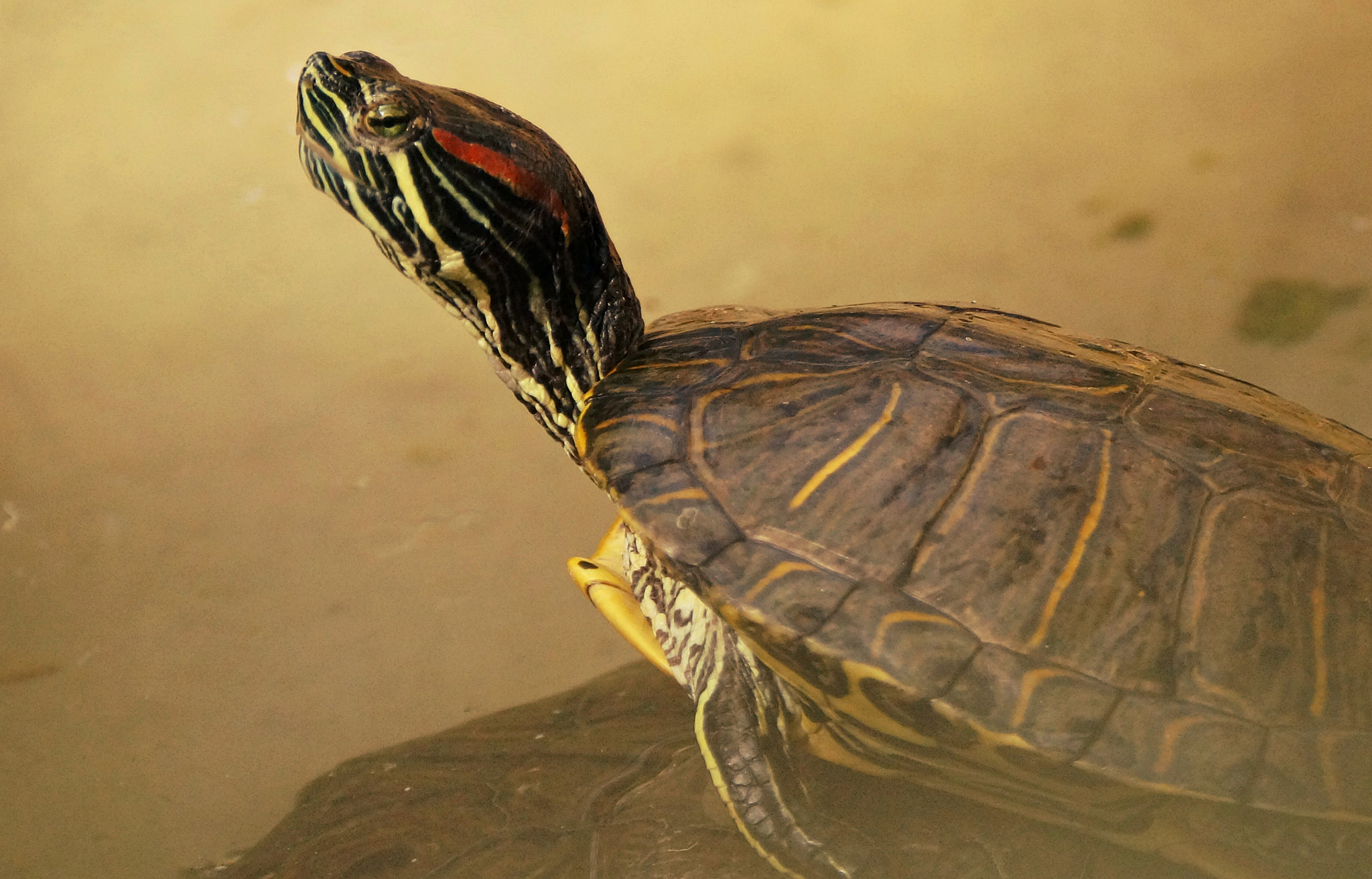 Sony SLT-A57 sample photo. Behold the turtle! photography