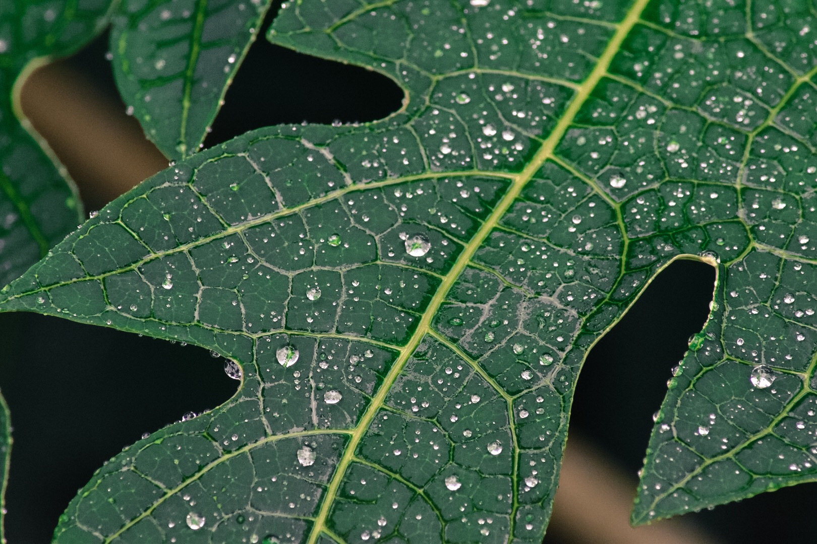 Nikon AF Nikkor 70-300mm F4-5.6G sample photo