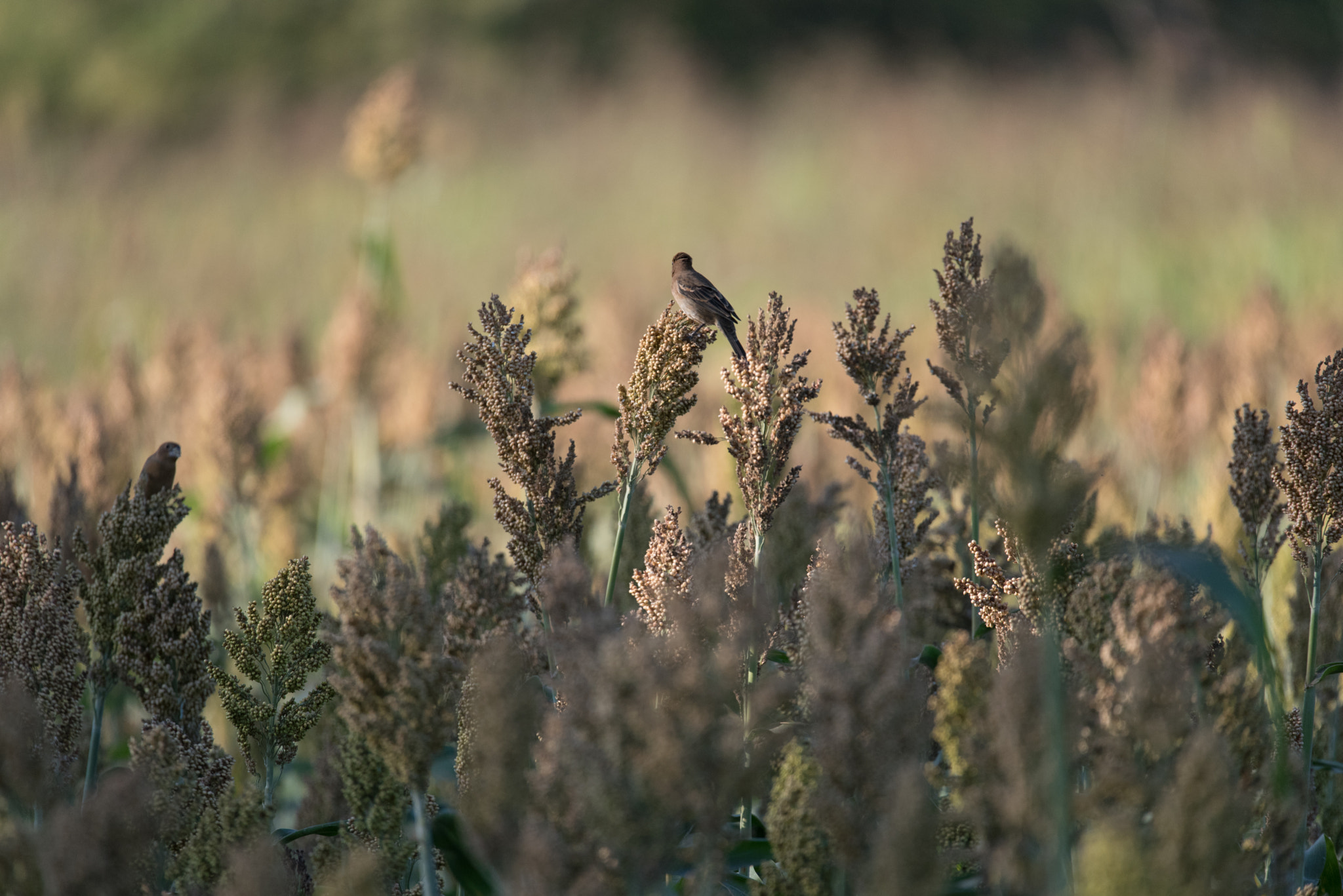 Sigma 150-600mm F5-6.3 DG OS HSM | S sample photo. Birding 2 photography