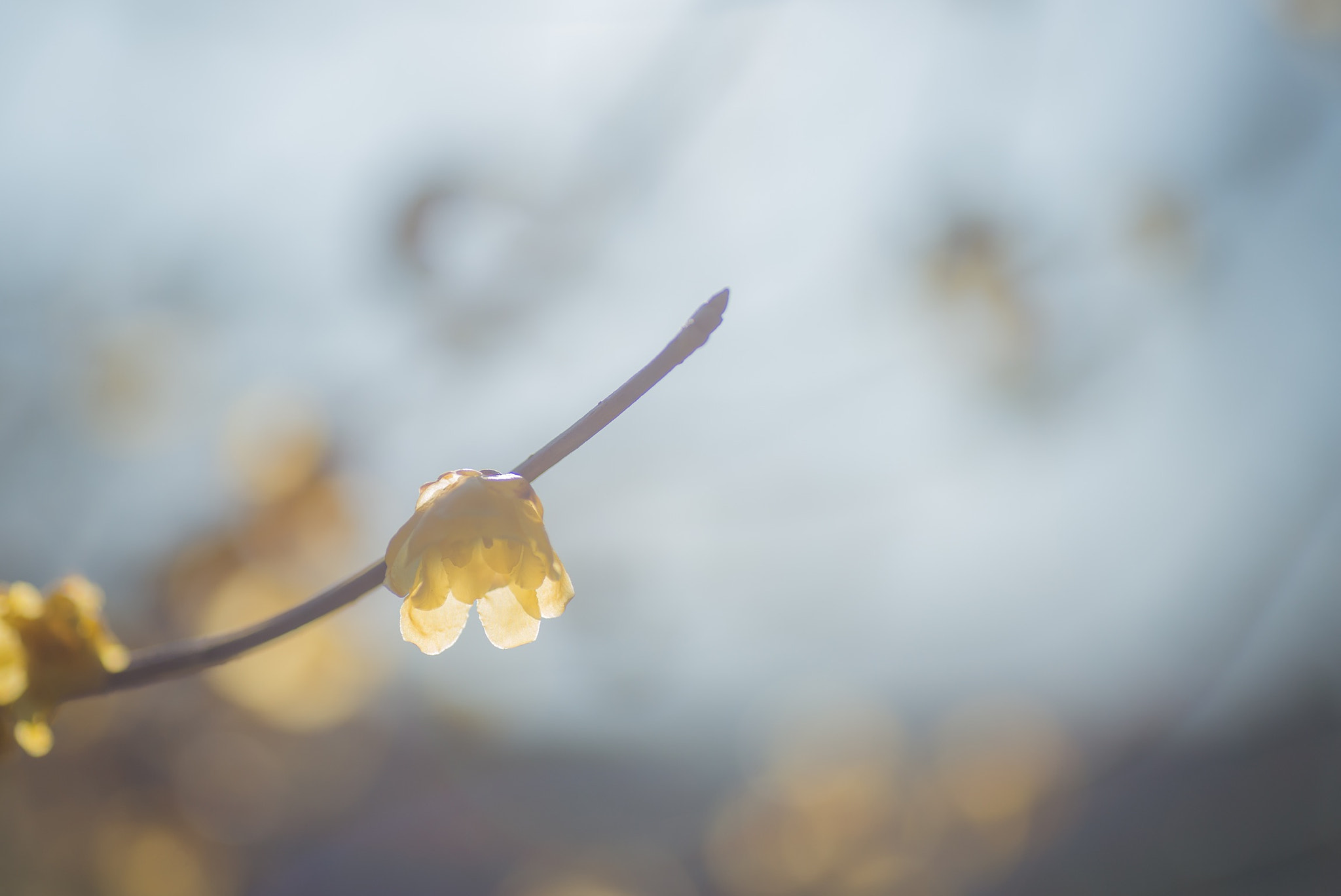 Nikon D800 sample photo. Spring has come photography