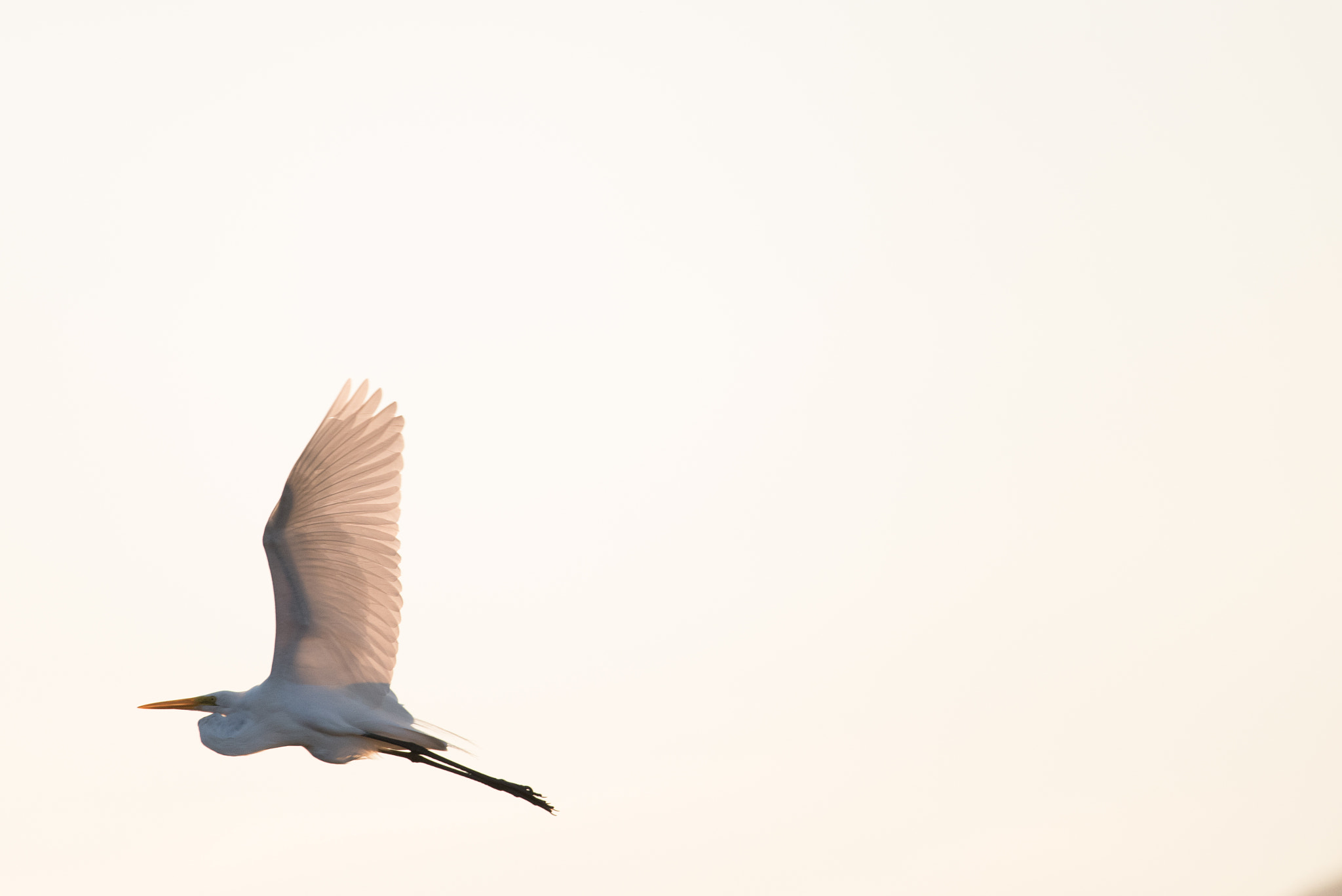 Sigma 150-600mm F5-6.3 DG OS HSM | S sample photo. Birding 1 photography