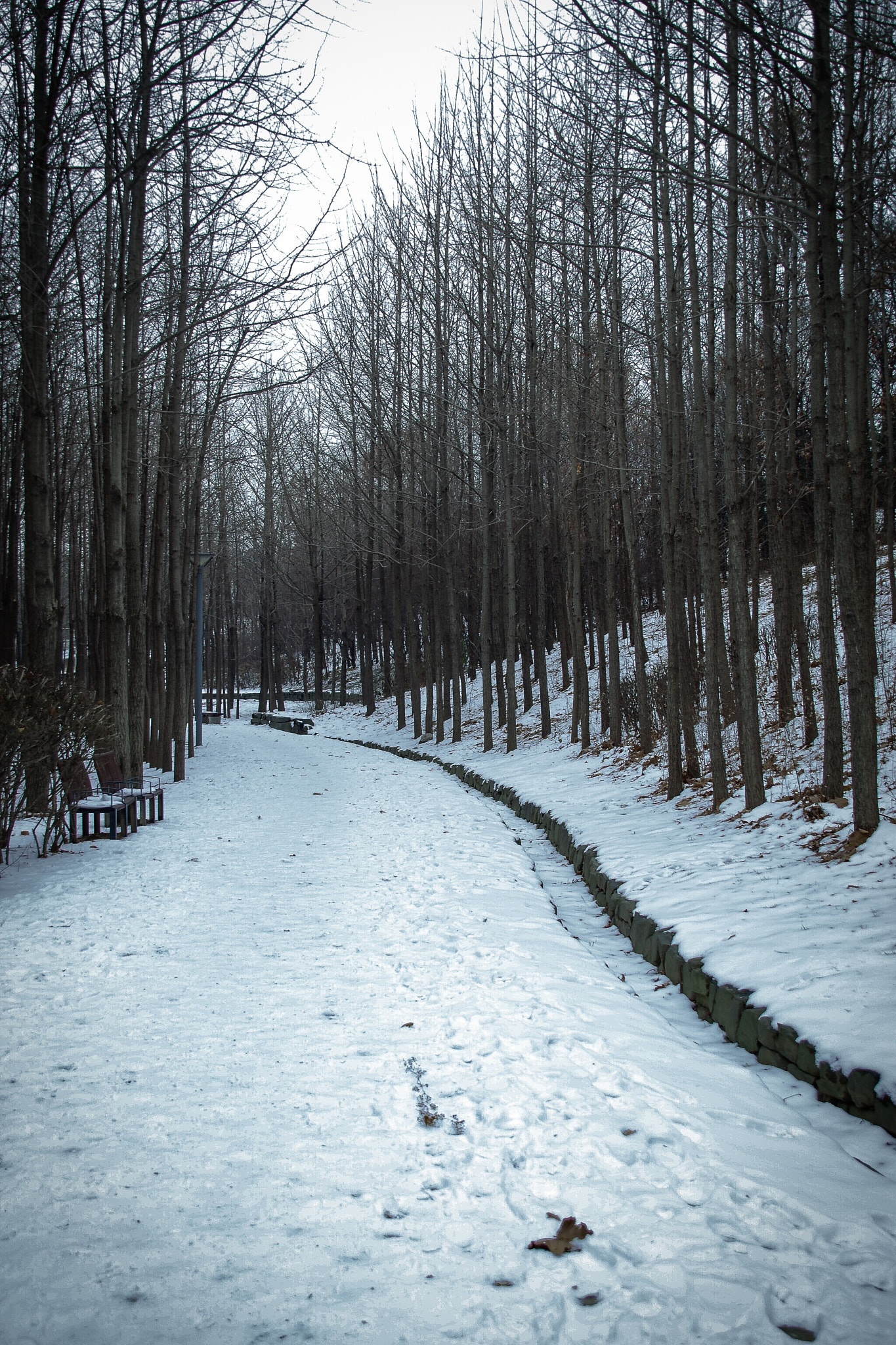 Pentax K-S2 + Sigma sample photo. Seoul forest route photography