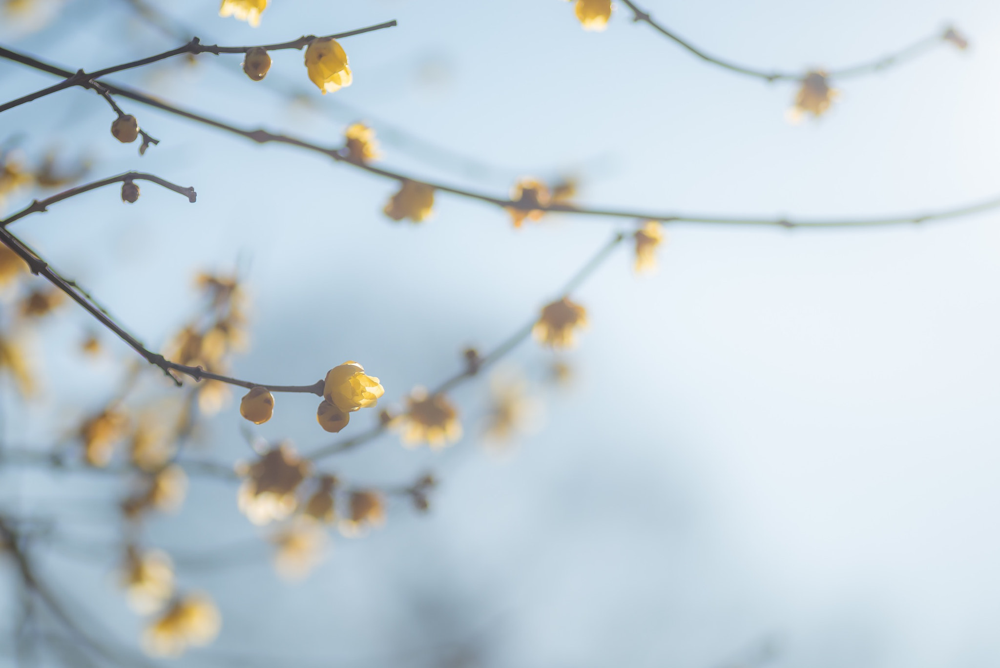 Nikon D800 sample photo. Happy yellow flowers photography