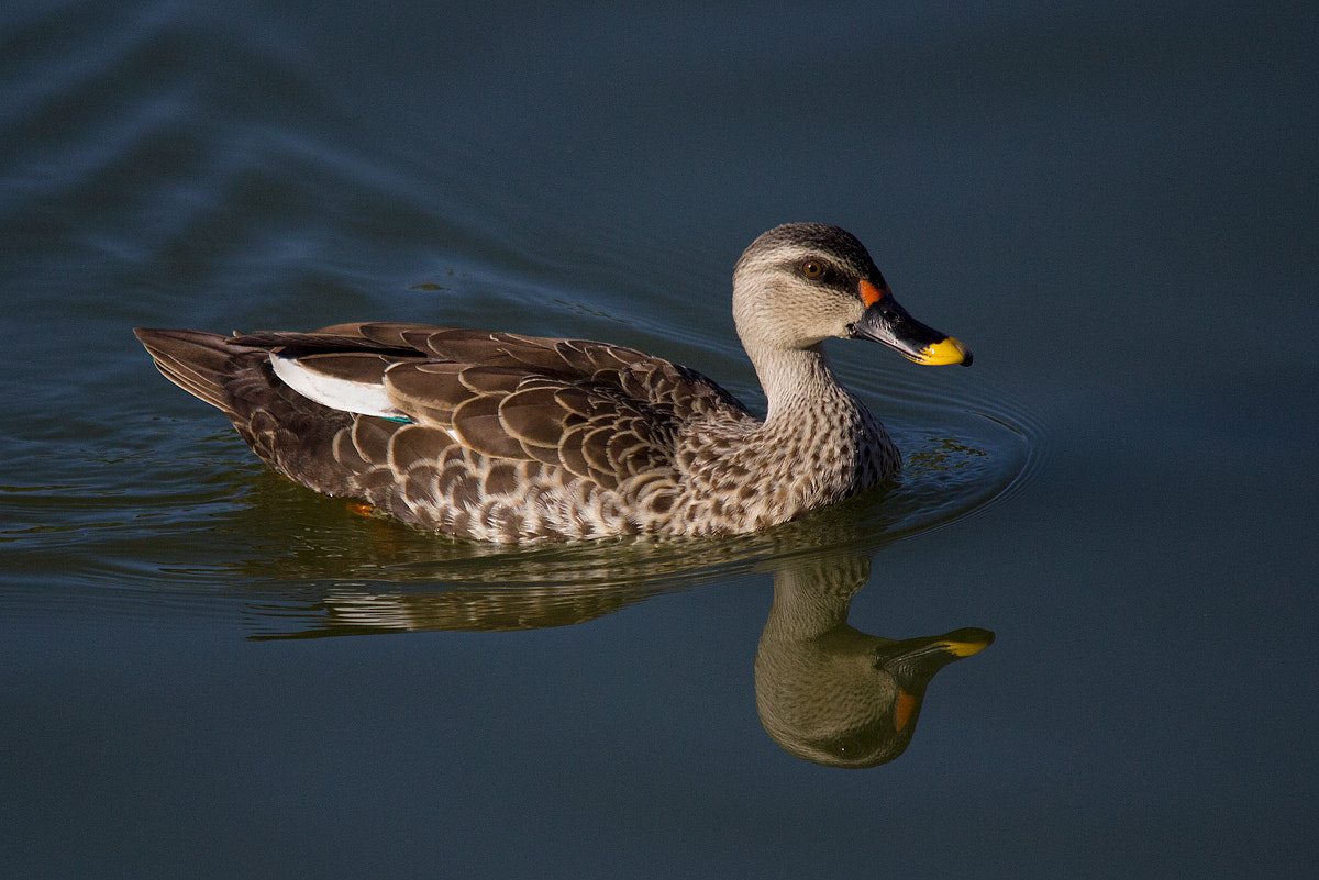 Canon EOS 550D (EOS Rebel T2i / EOS Kiss X4) + Sigma 150-500mm F5-6.3 DG OS HSM sample photo. Spot-billed duck photography