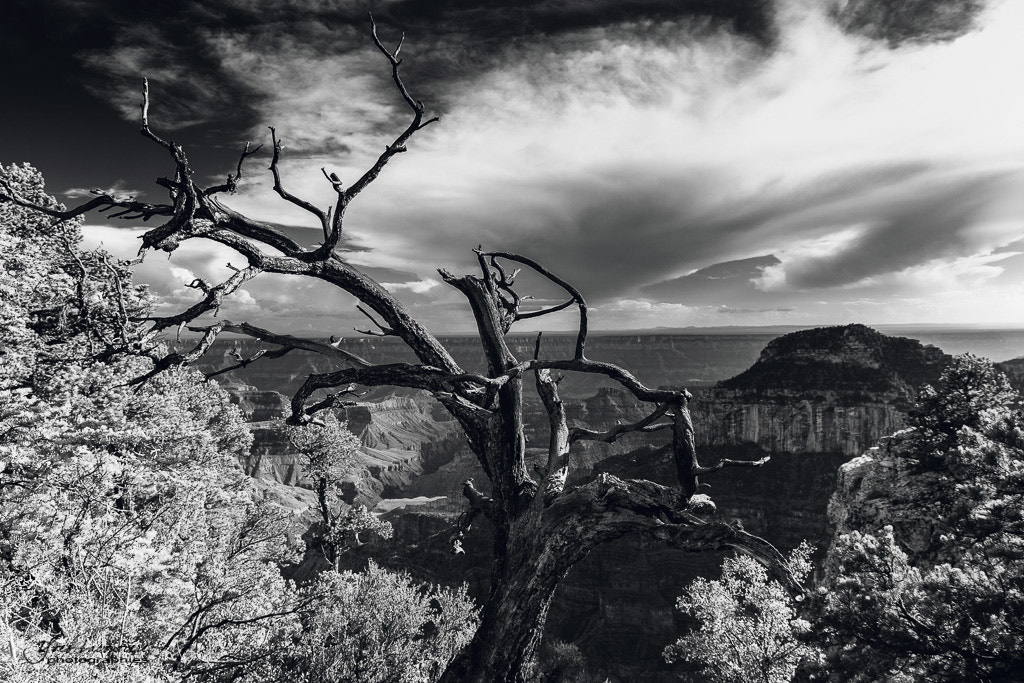 Sigma 17-70mm F2.8-4 DC Macro OS HSM sample photo. On the trail to bright angel point photography