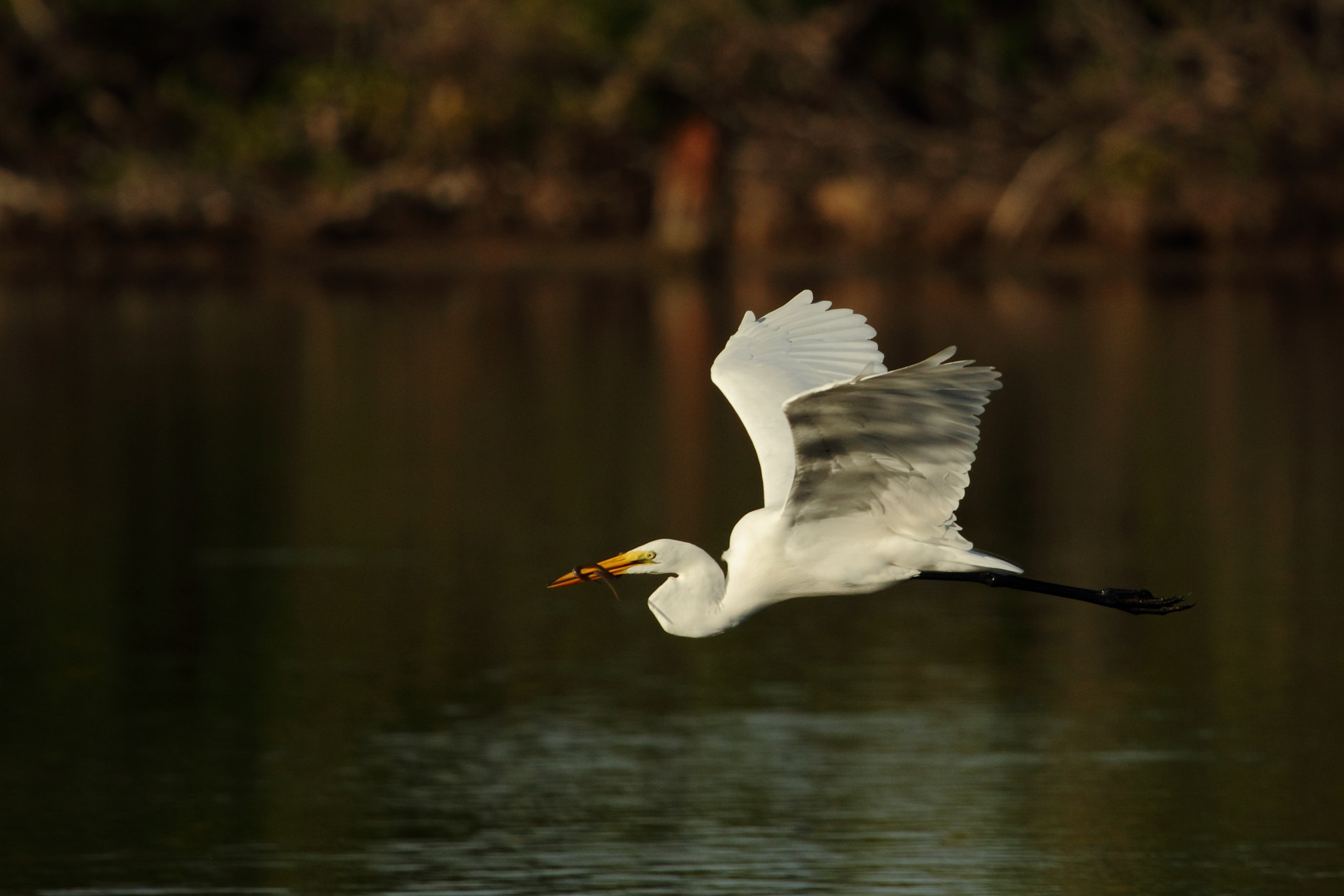 Canon EF 100-400mm F4.5-5.6L IS USM sample photo. Snake photography
