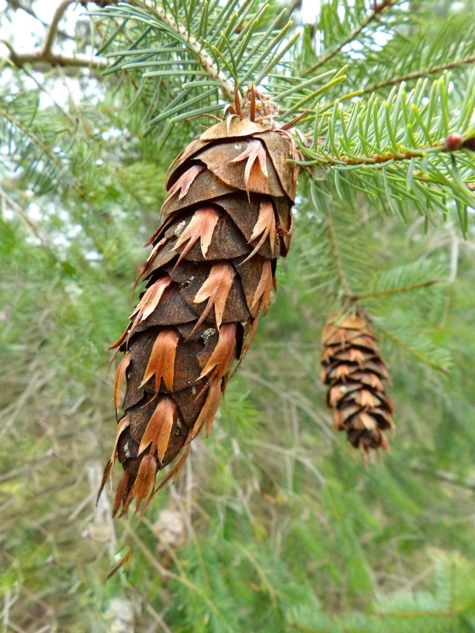 Kodak PIXPRO AZ521 sample photo. Douglas fir photography
