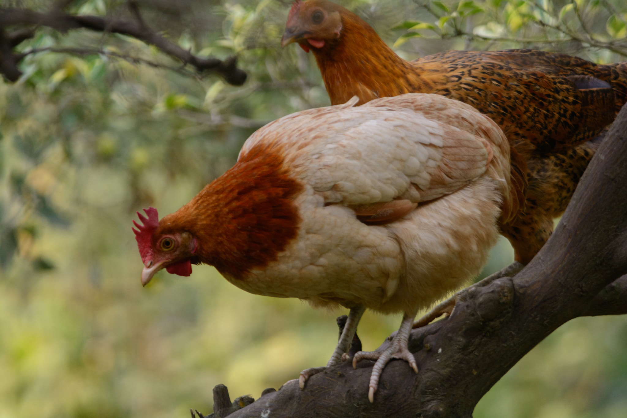 Nikon D7100 + Nikon AF-S Nikkor 300mm F4D ED-IF sample photo. The hen photography