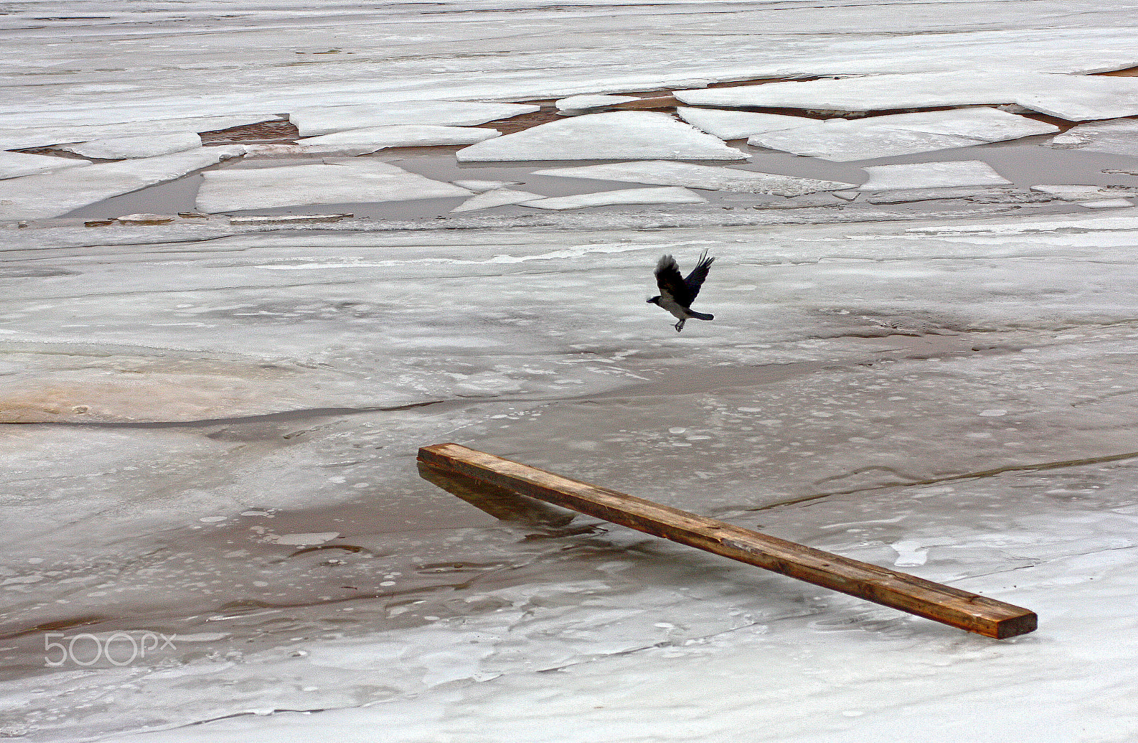 Sigma 24-70mm F2.8 EX DG Macro sample photo. Crow and board photography