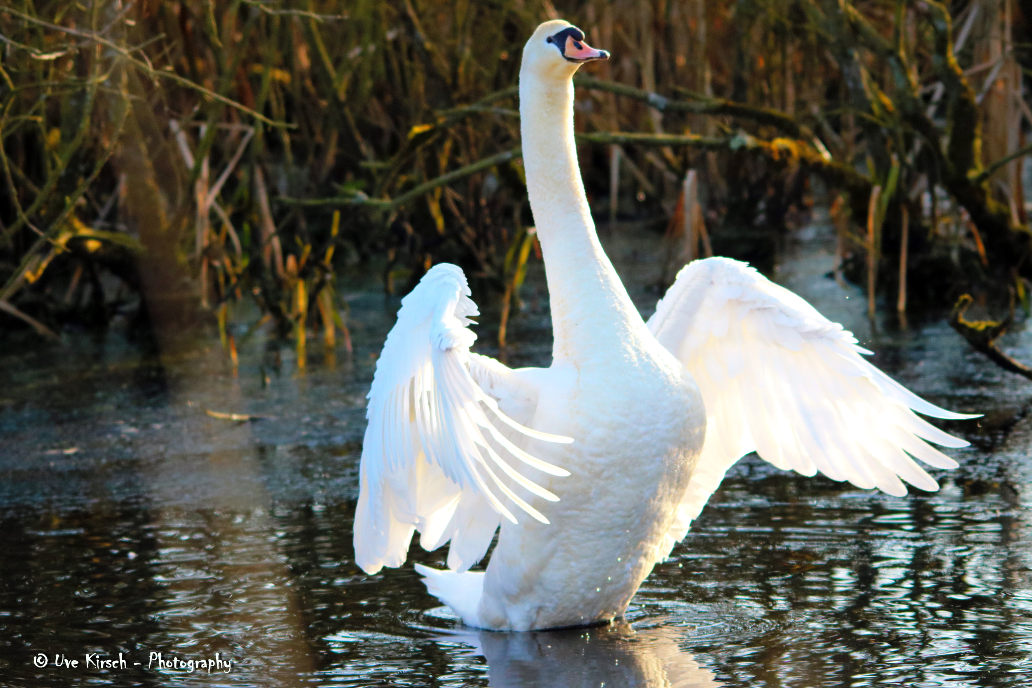 Sigma 150-500mm F5-6.3 DG OS HSM sample photo. Swan in the sun photography