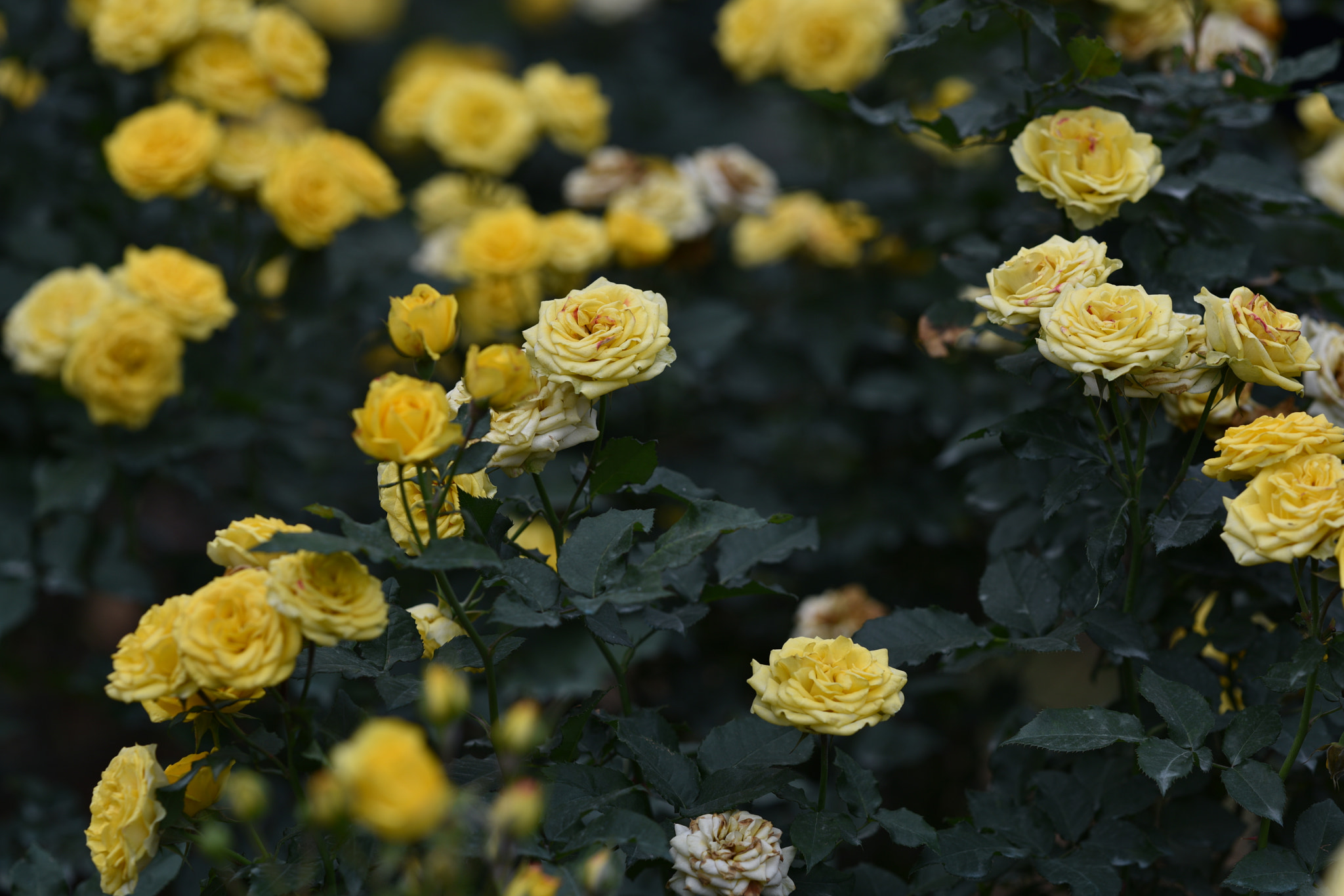 ZEISS Apo Sonnar T* 135mm F2 sample photo