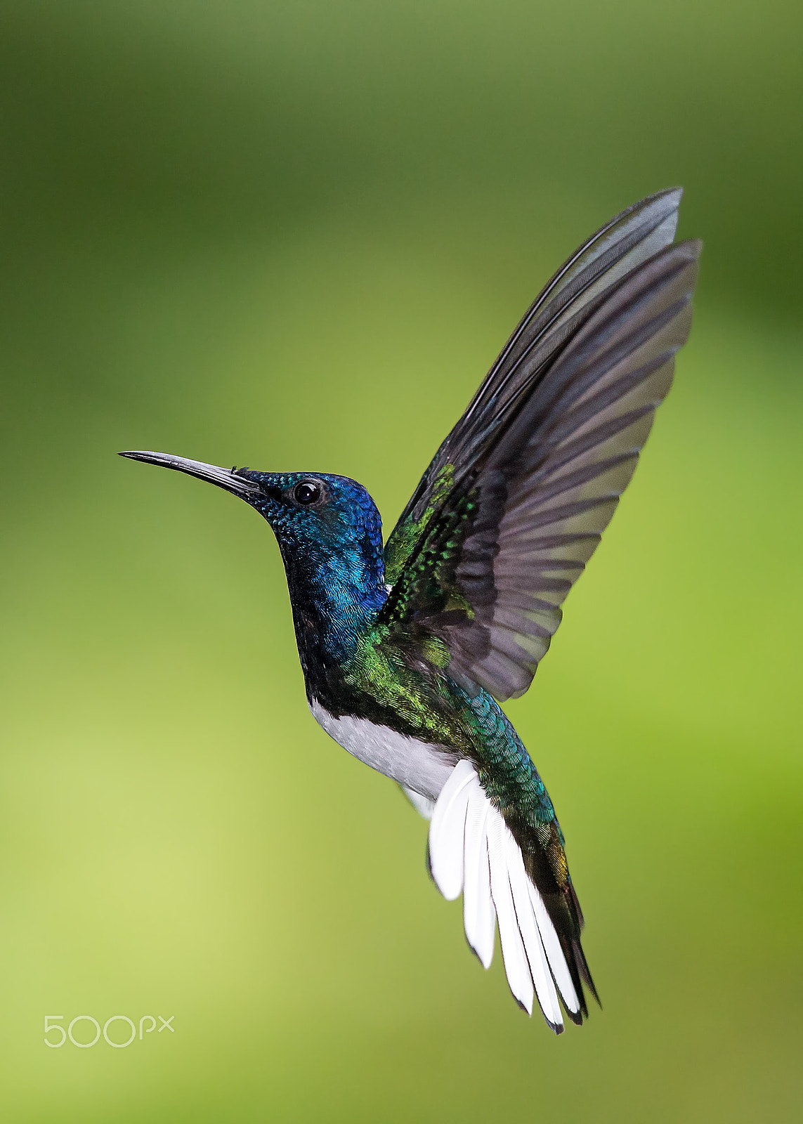 Canon EOS-1D X + Canon EF 600mm F4L IS II USM sample photo. White necked jacobin flight photography