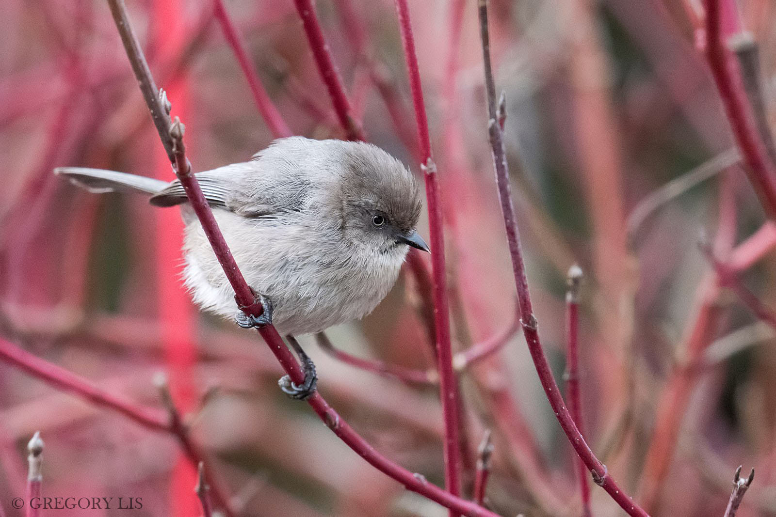 Nikon D810 + Nikon AF-S Nikkor 500mm F4G ED VR sample photo. Bushtit photography