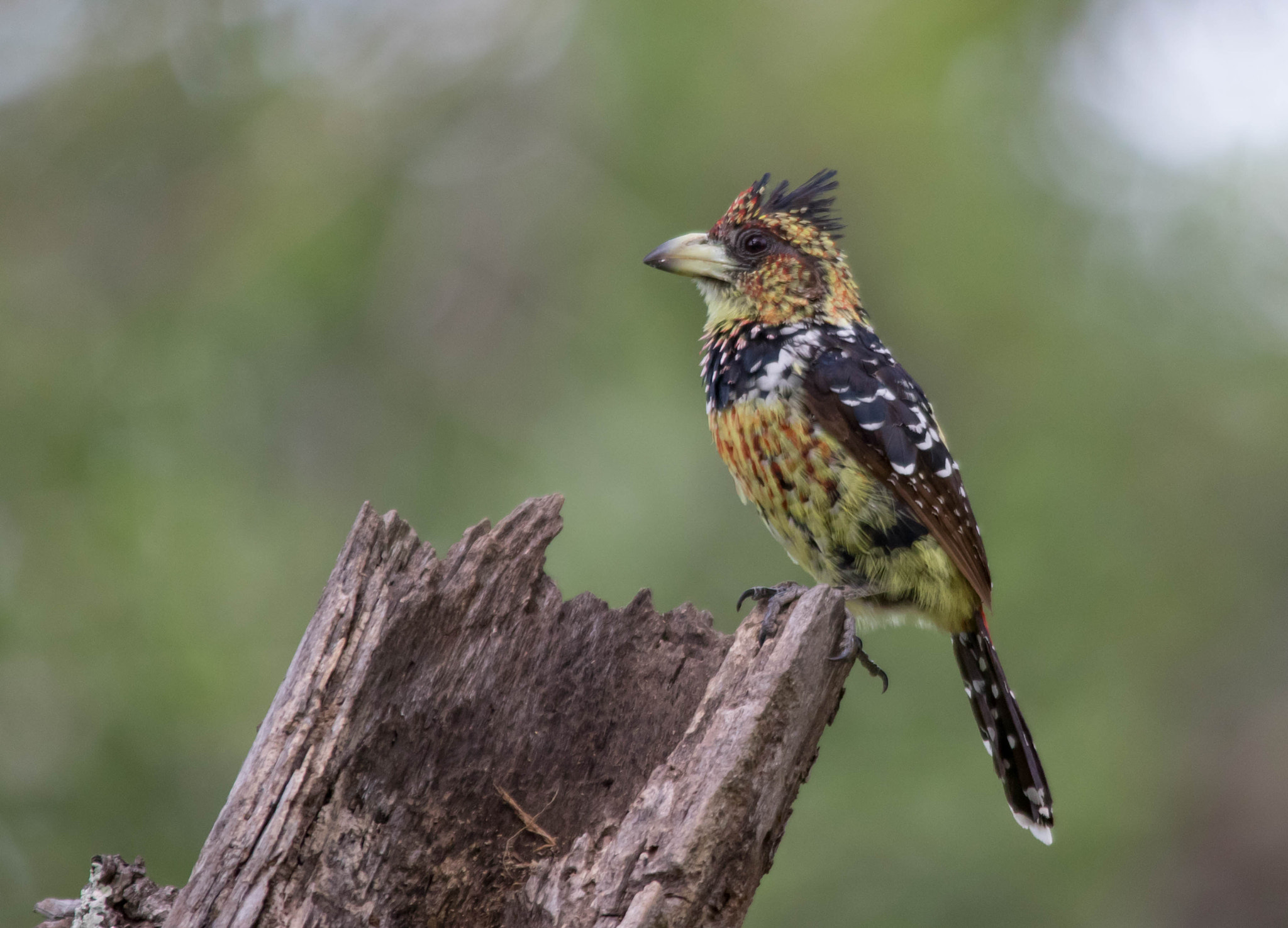 Sigma 150-500mm F5-6.3 DG OS HSM sample photo. Crested barbet photography