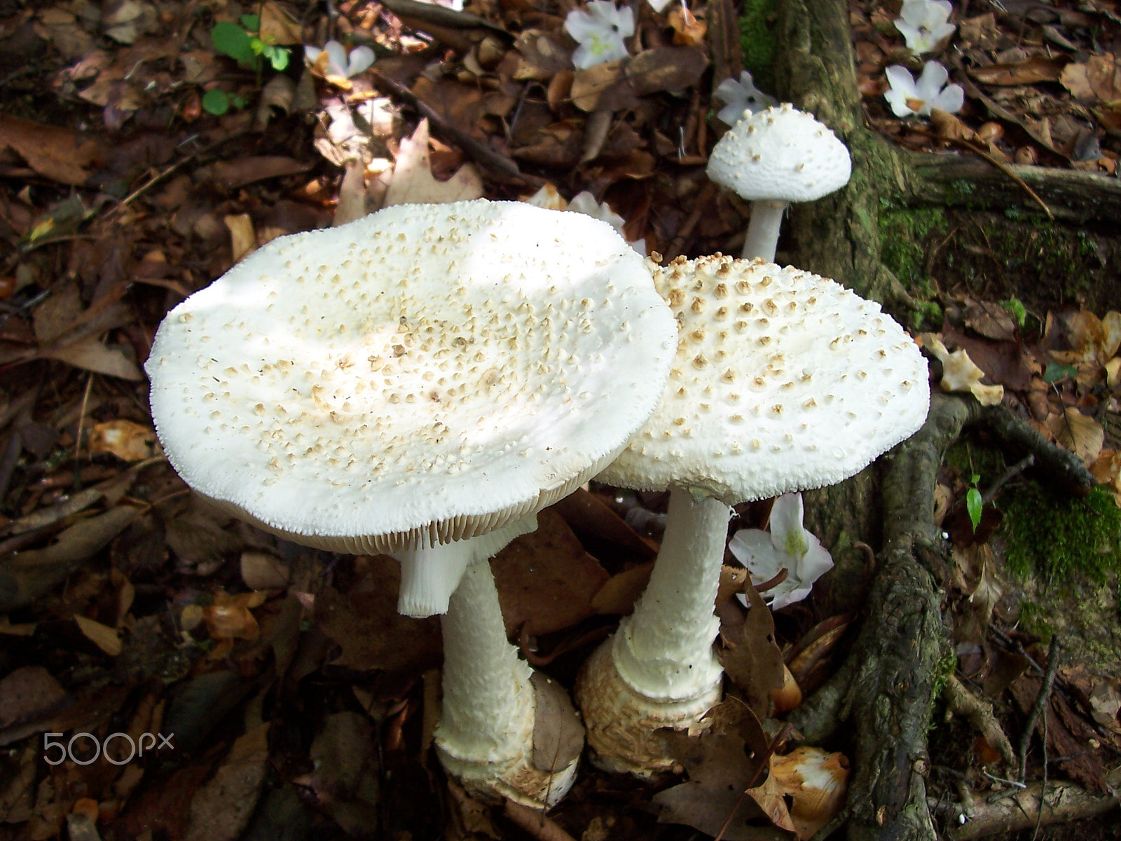 Kodak CX7430 ZOOM DIGITAL CAMERA sample photo. The mushroom trio photography