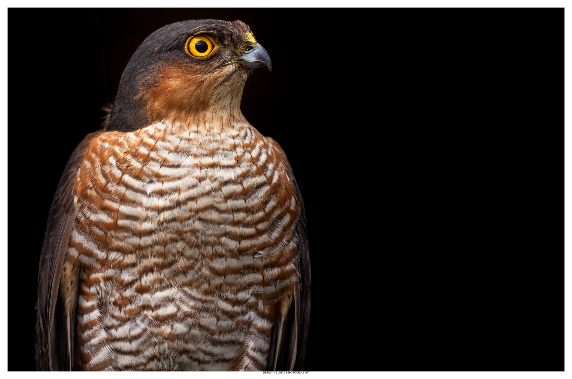 Sigma 150-600mm F5-6.3 DG OS HSM | C sample photo. Sparrowhawk portrature photography