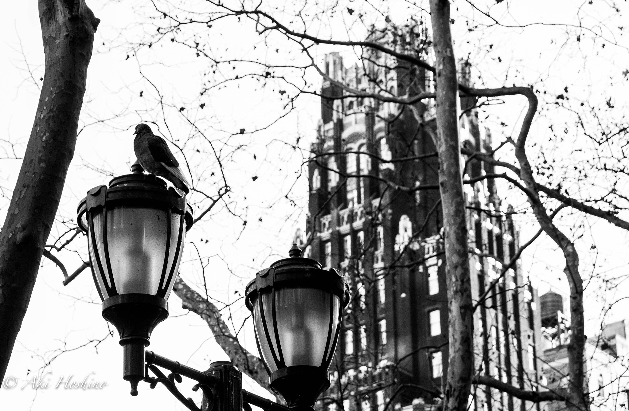 Sony DT 18-135mm F3.5-5.6 SAM sample photo. Pigeon in nyc photography
