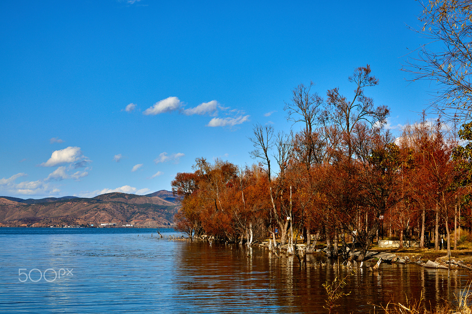 Canon EF 24-105mm F4L IS USM sample photo. Trees by the lake of erhai photography