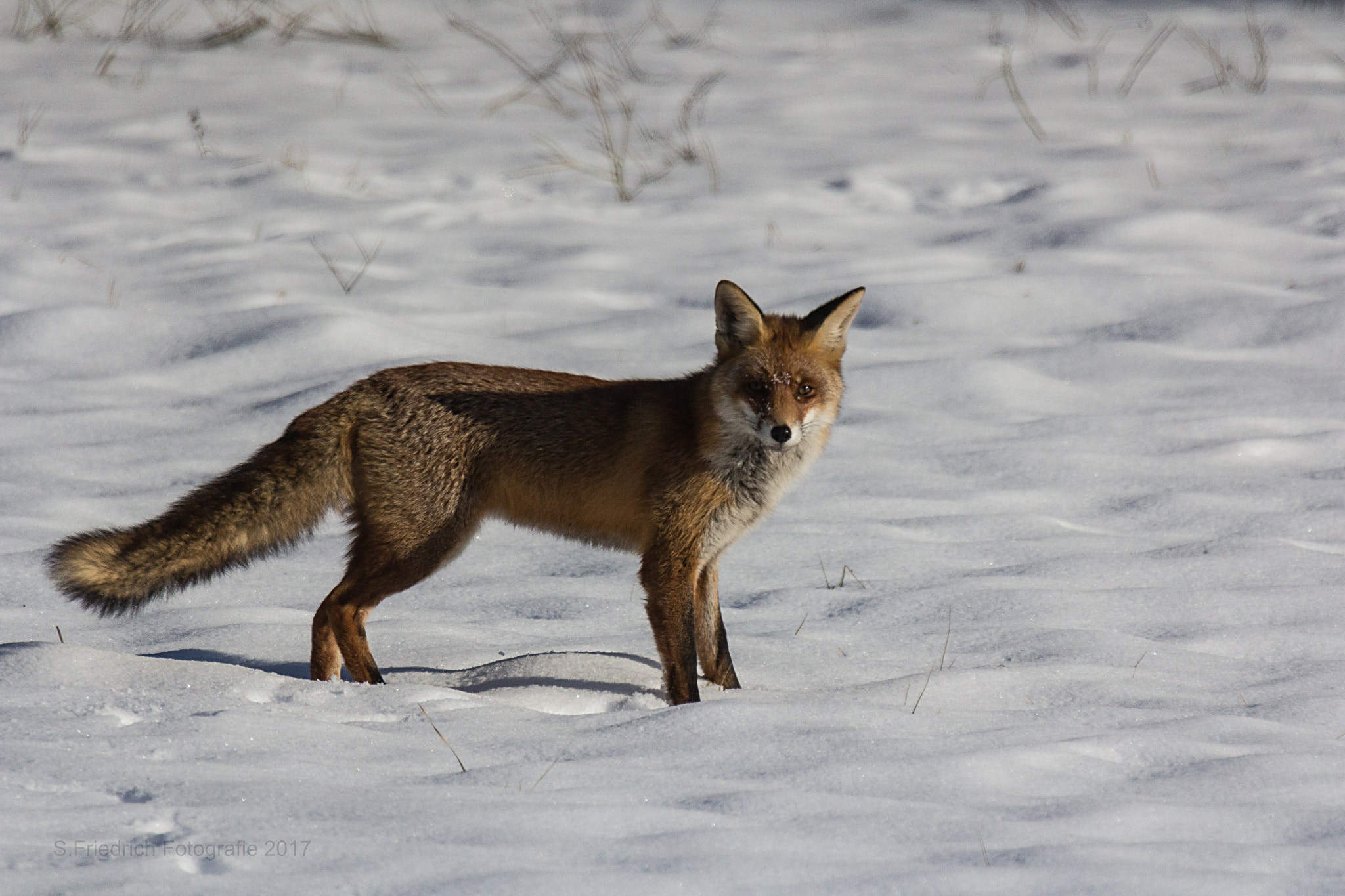 Sigma 50-500mm f/4-6.3 APO HSM EX sample photo. Red fox on hunting photography