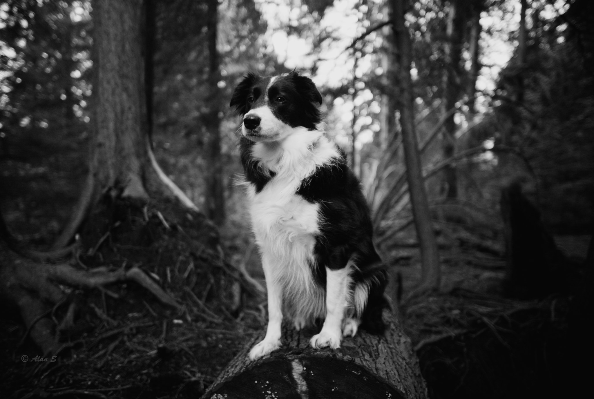 Leica M (Typ 240) + Leica Summilux-M 21mm F1.4 Asph sample photo. In forest photography